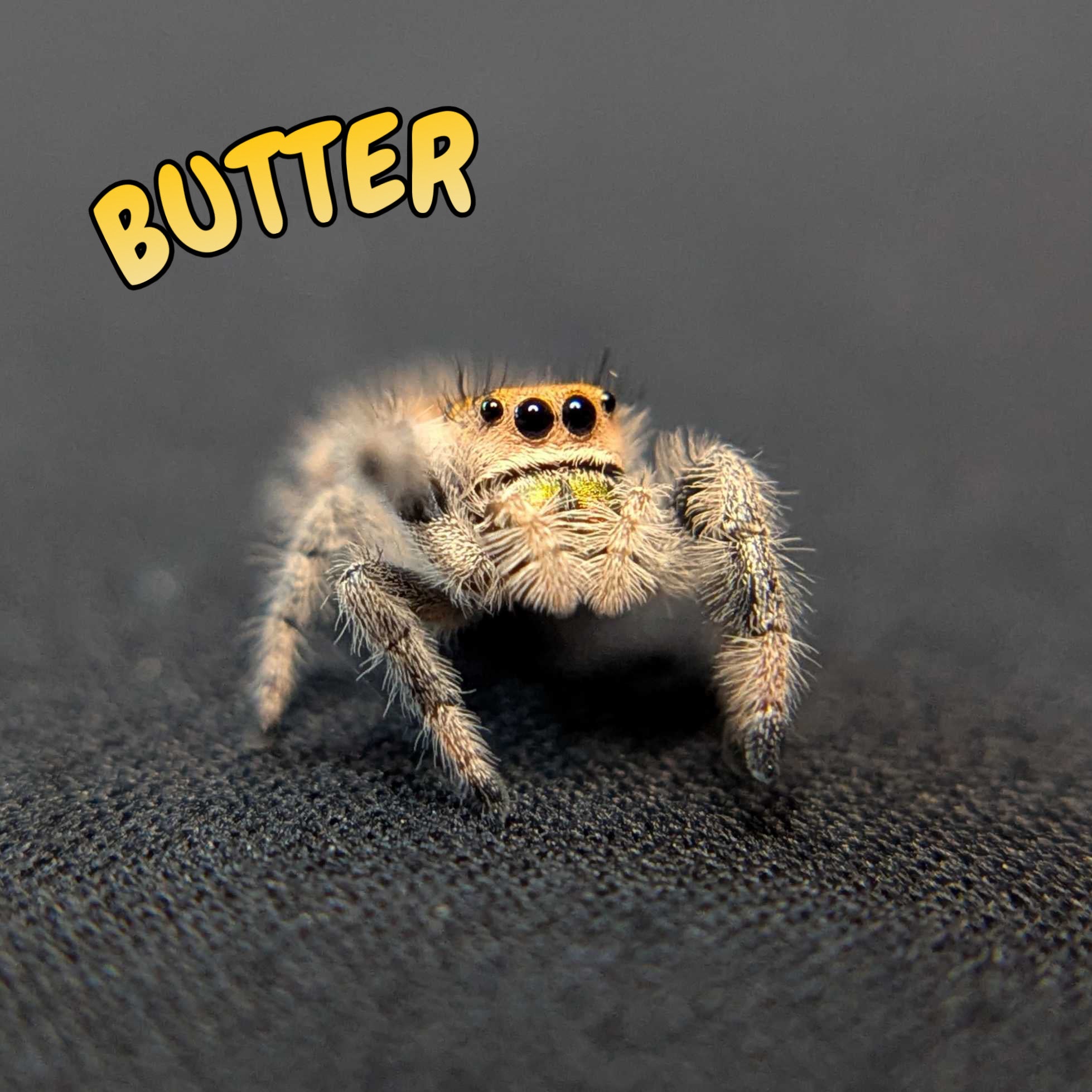 Regal Jumping Spider "Butter"