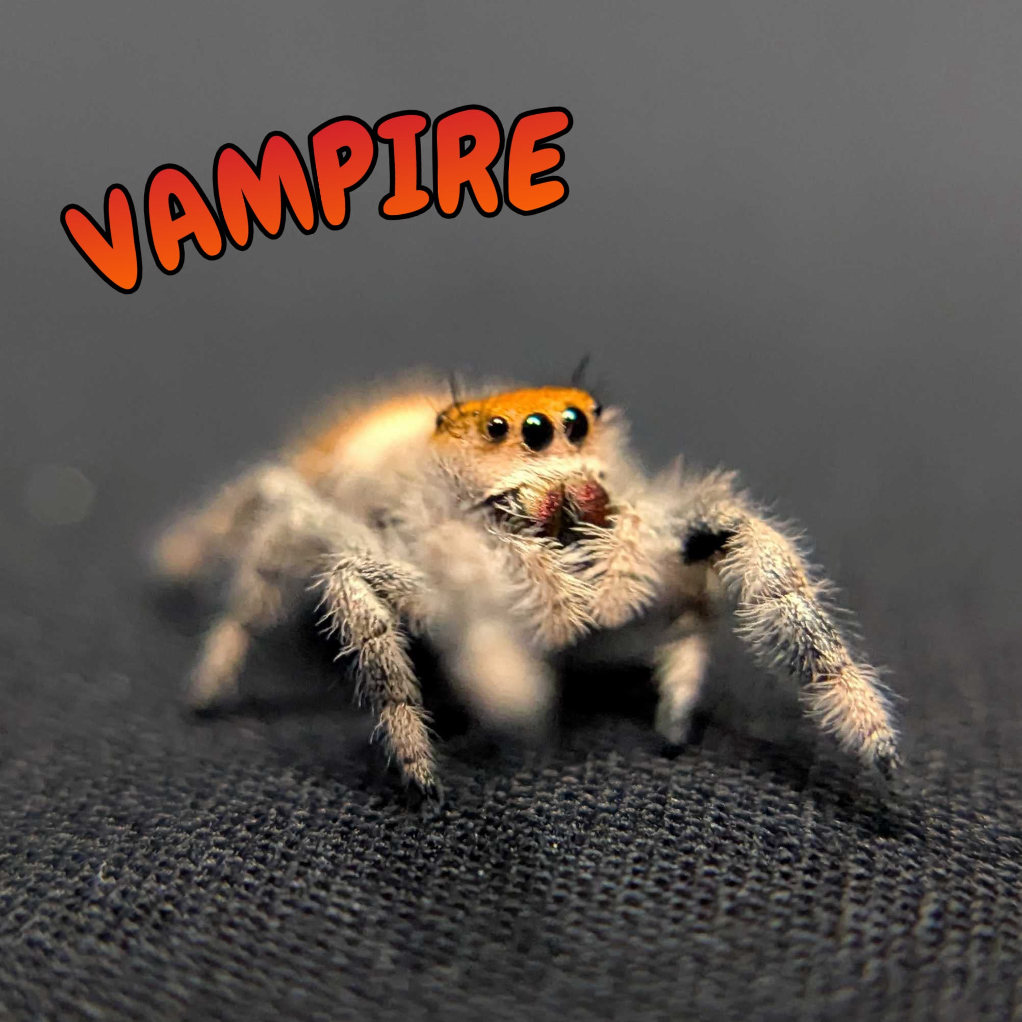 Regal Jumping Spider "Vampire"