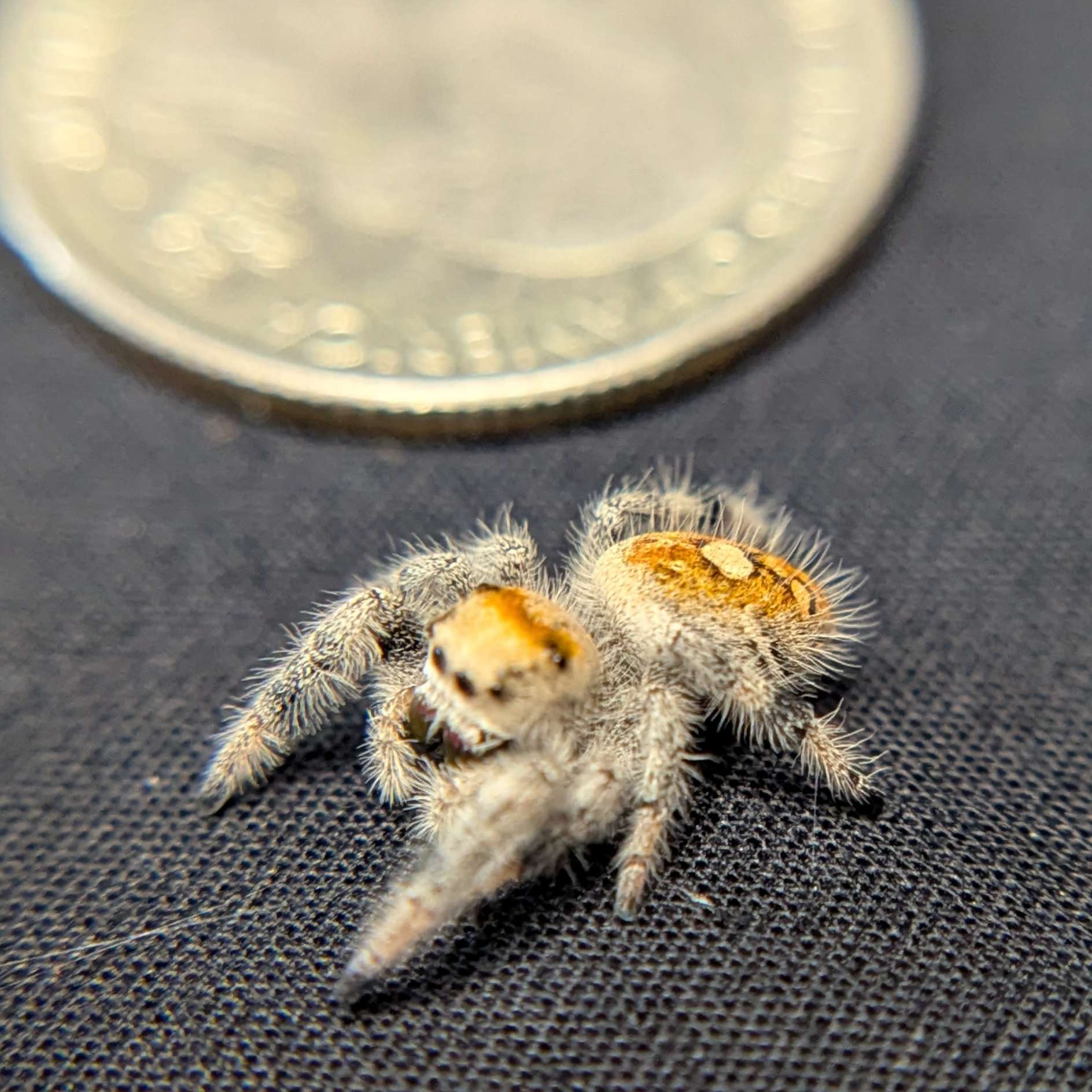 Regal Jumping Spider "Sundae"