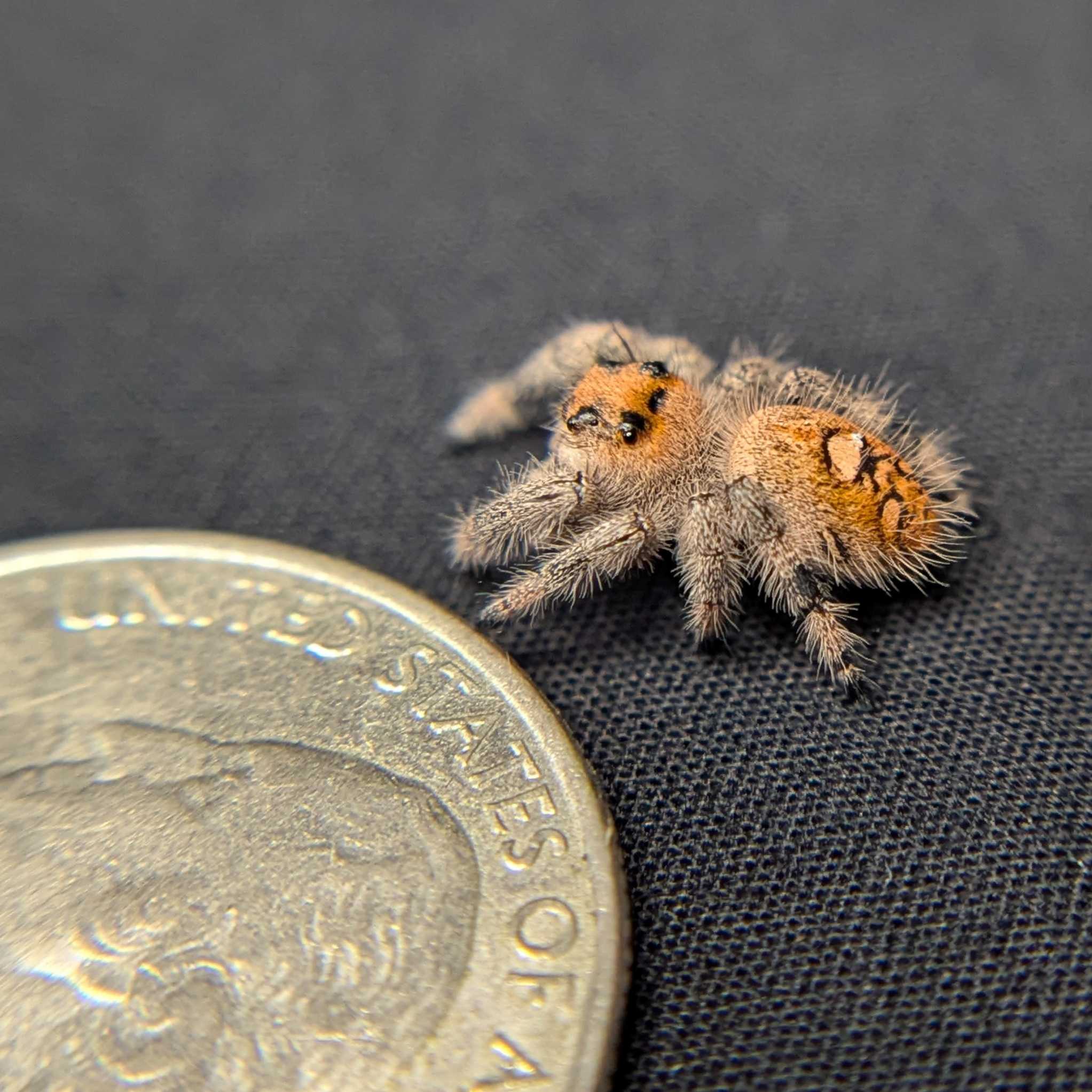 Regal Jumping Spider "Jello"