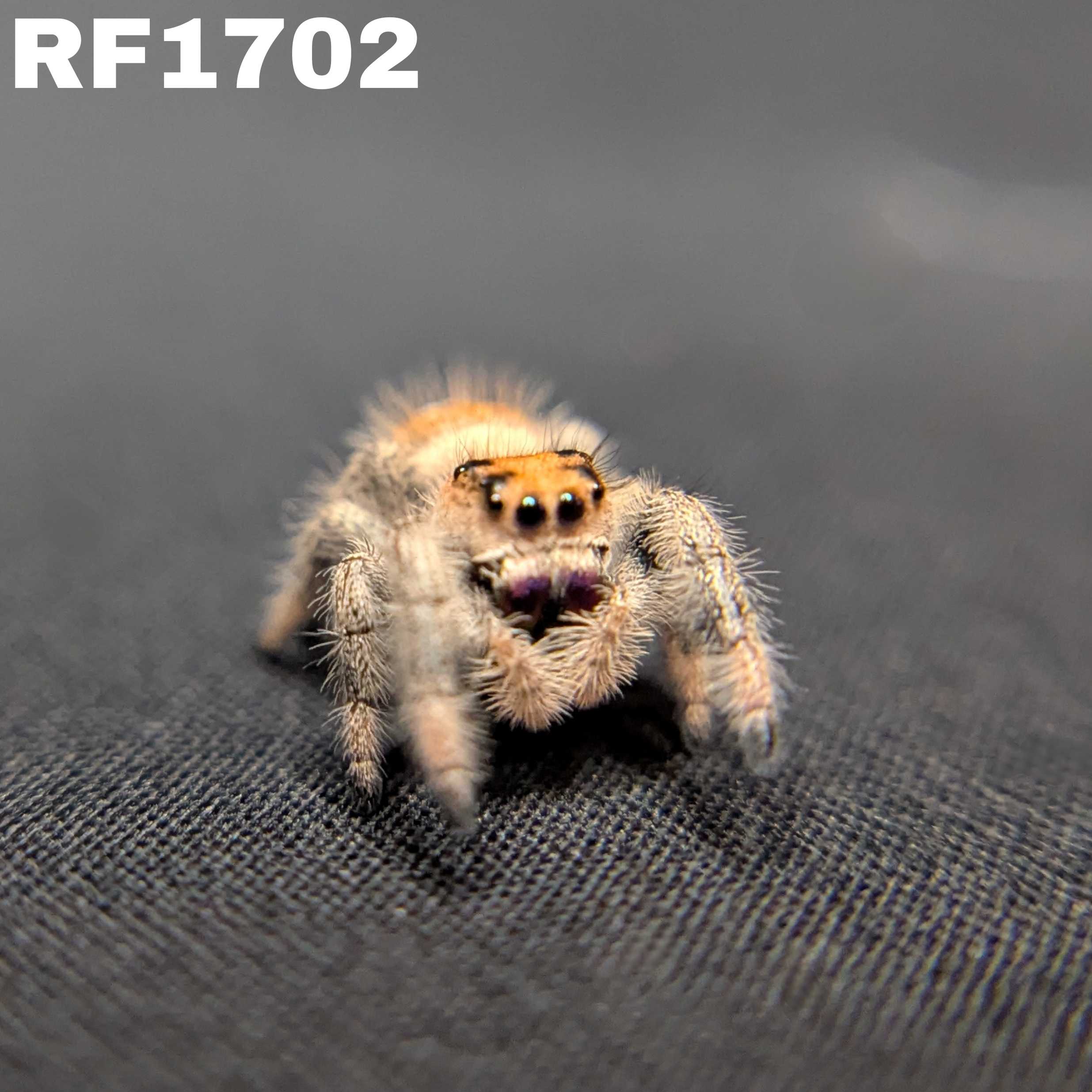 Regal Jumping Spider "Jello"