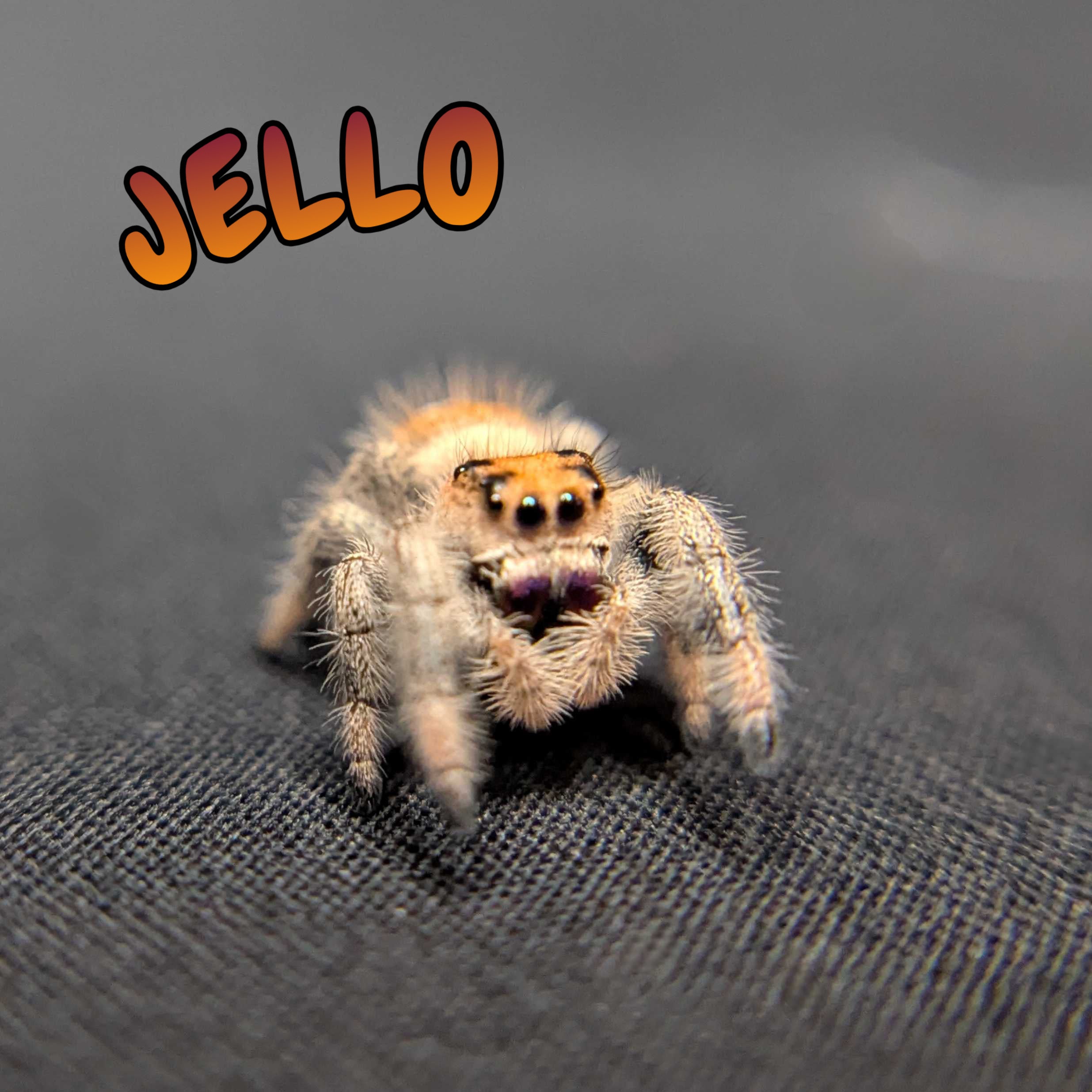 Regal Jumping Spider "Jello"