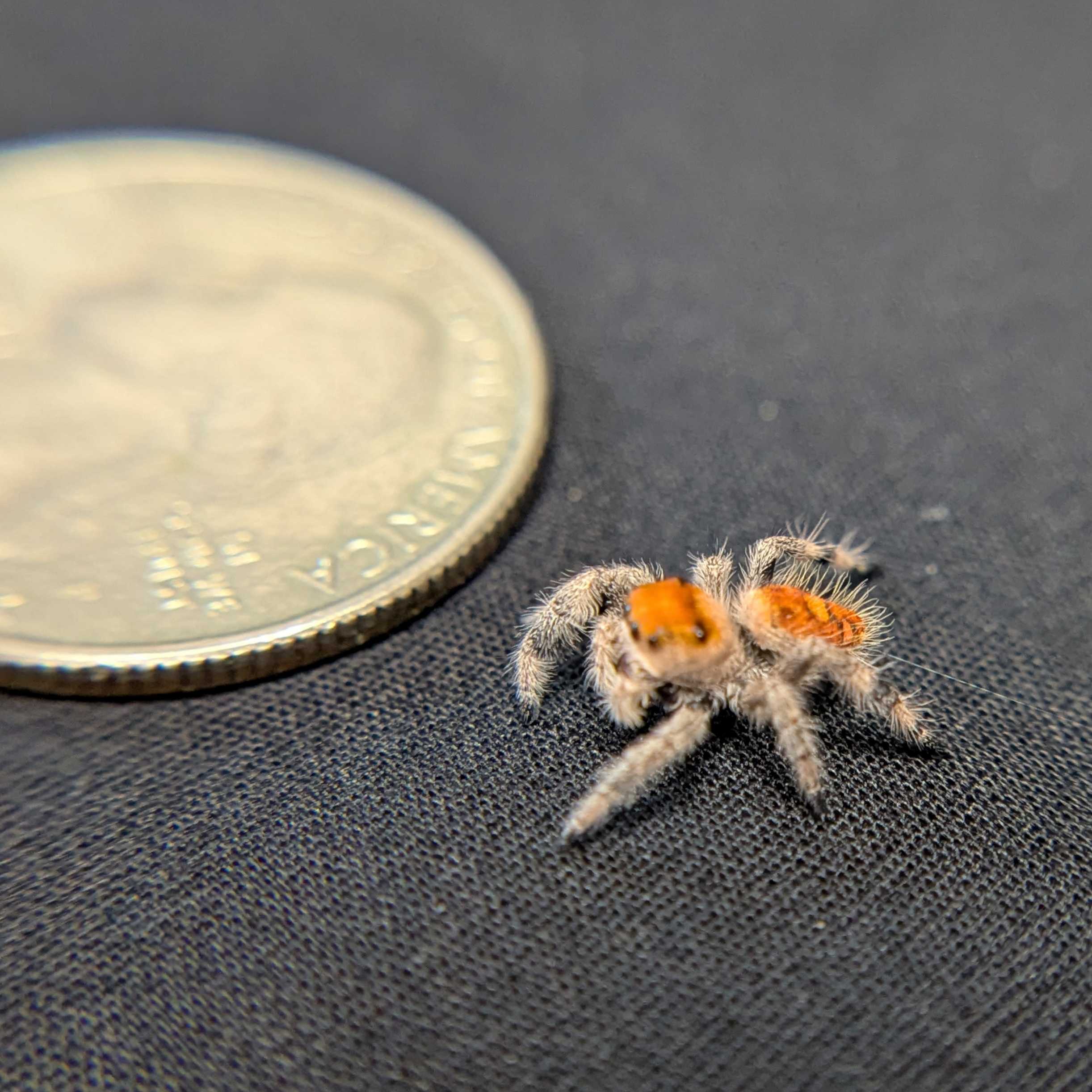 Regal Jumping Spider “Palmetto”