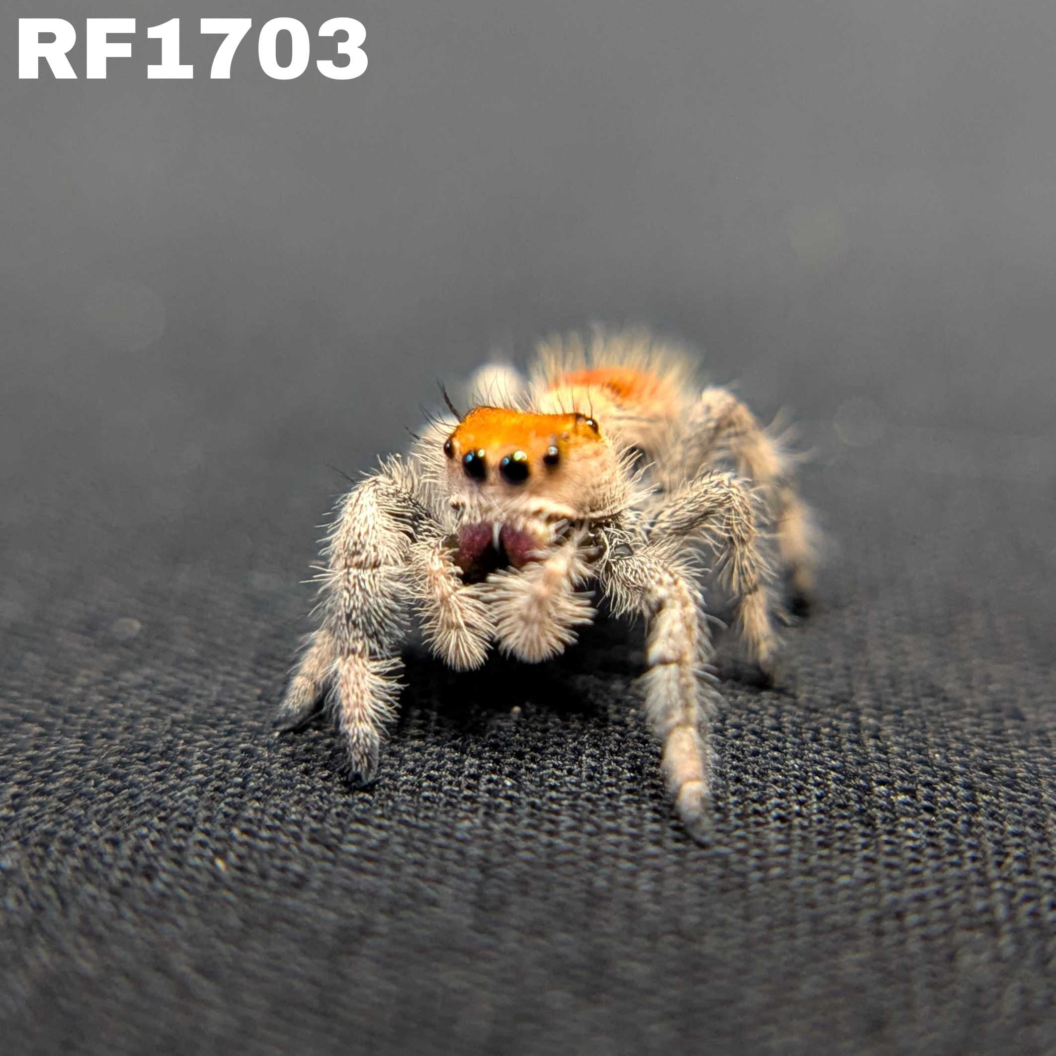Regal Jumping Spider “Palmetto”