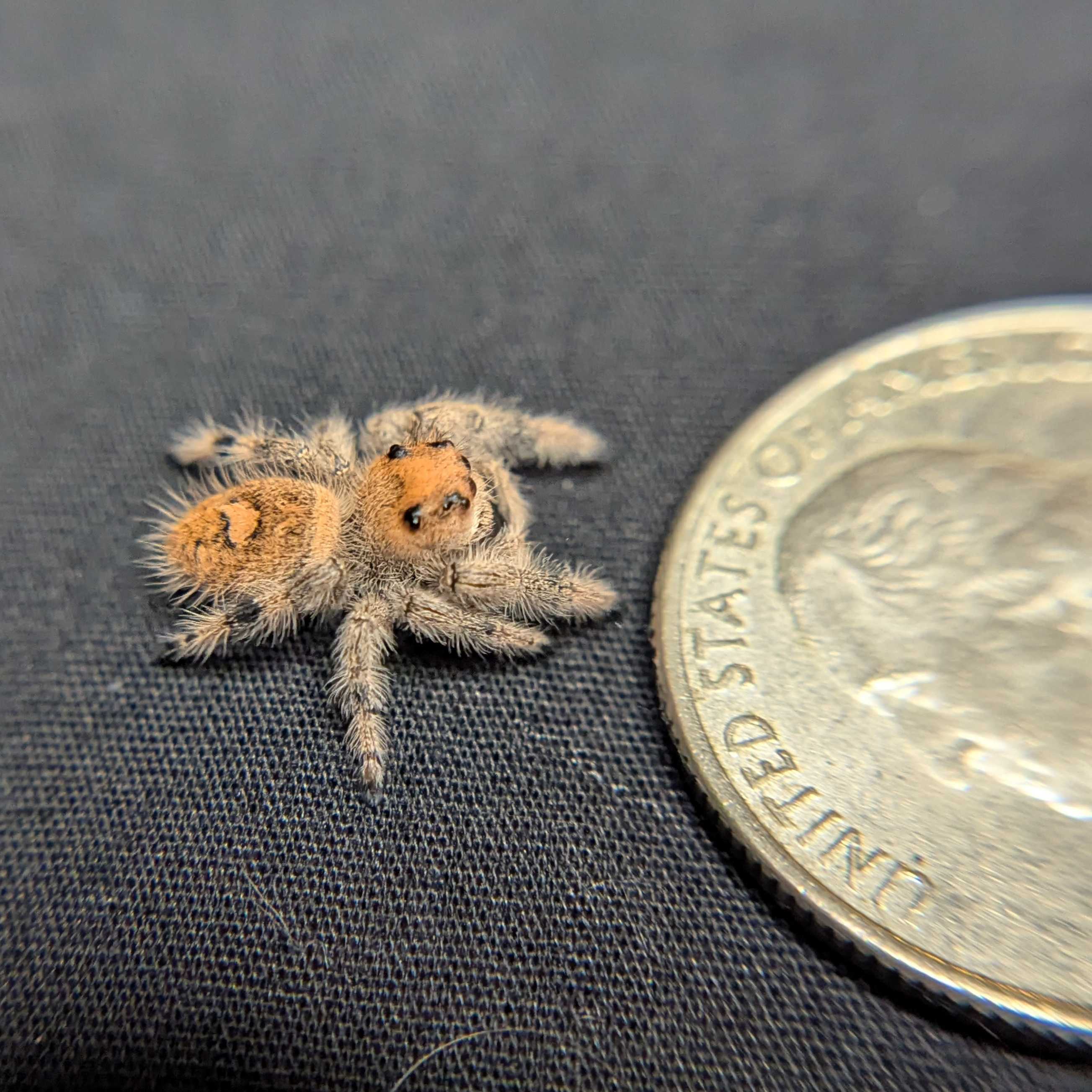Regal Jumping Spider "Venom"