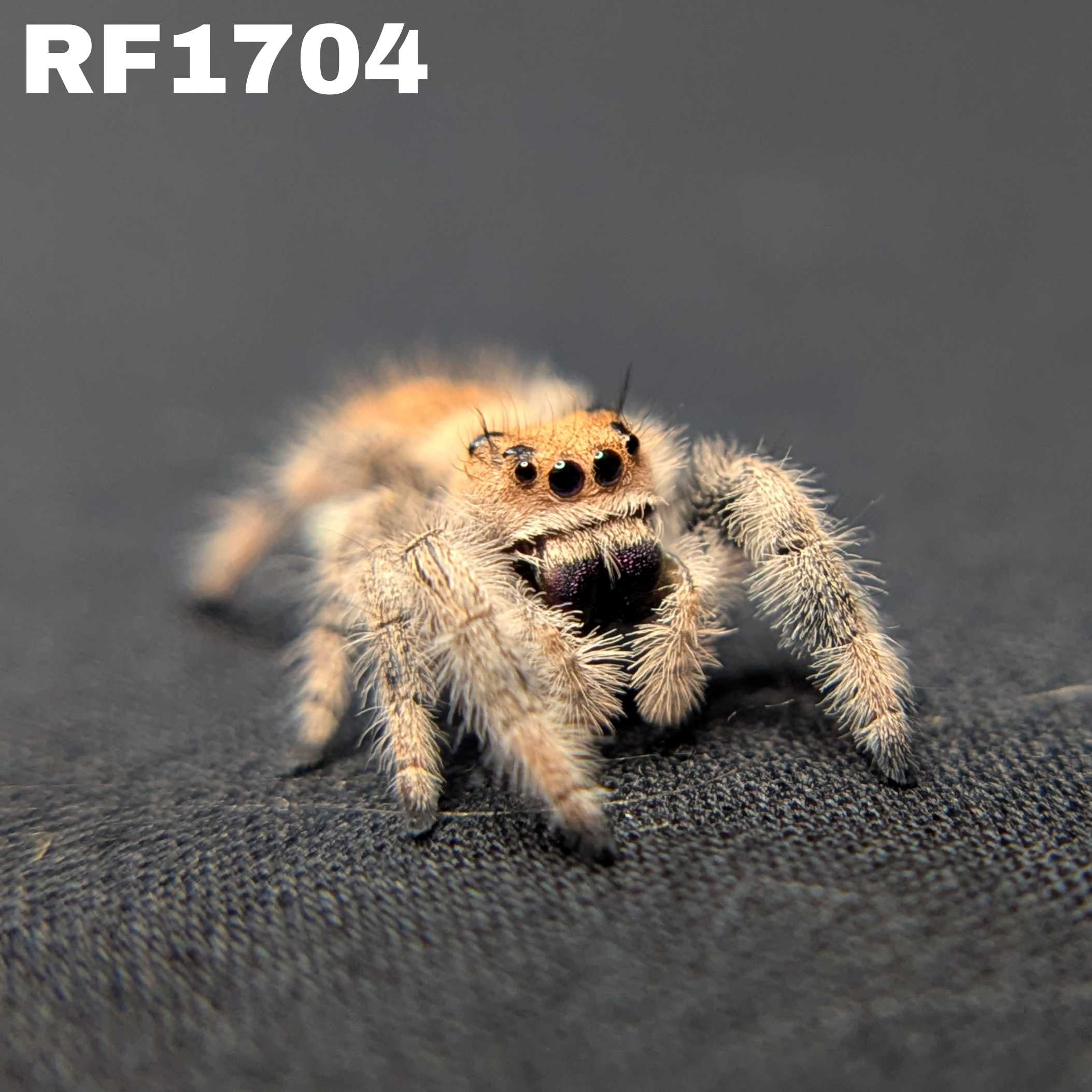 Regal Jumping Spider "Venom"
