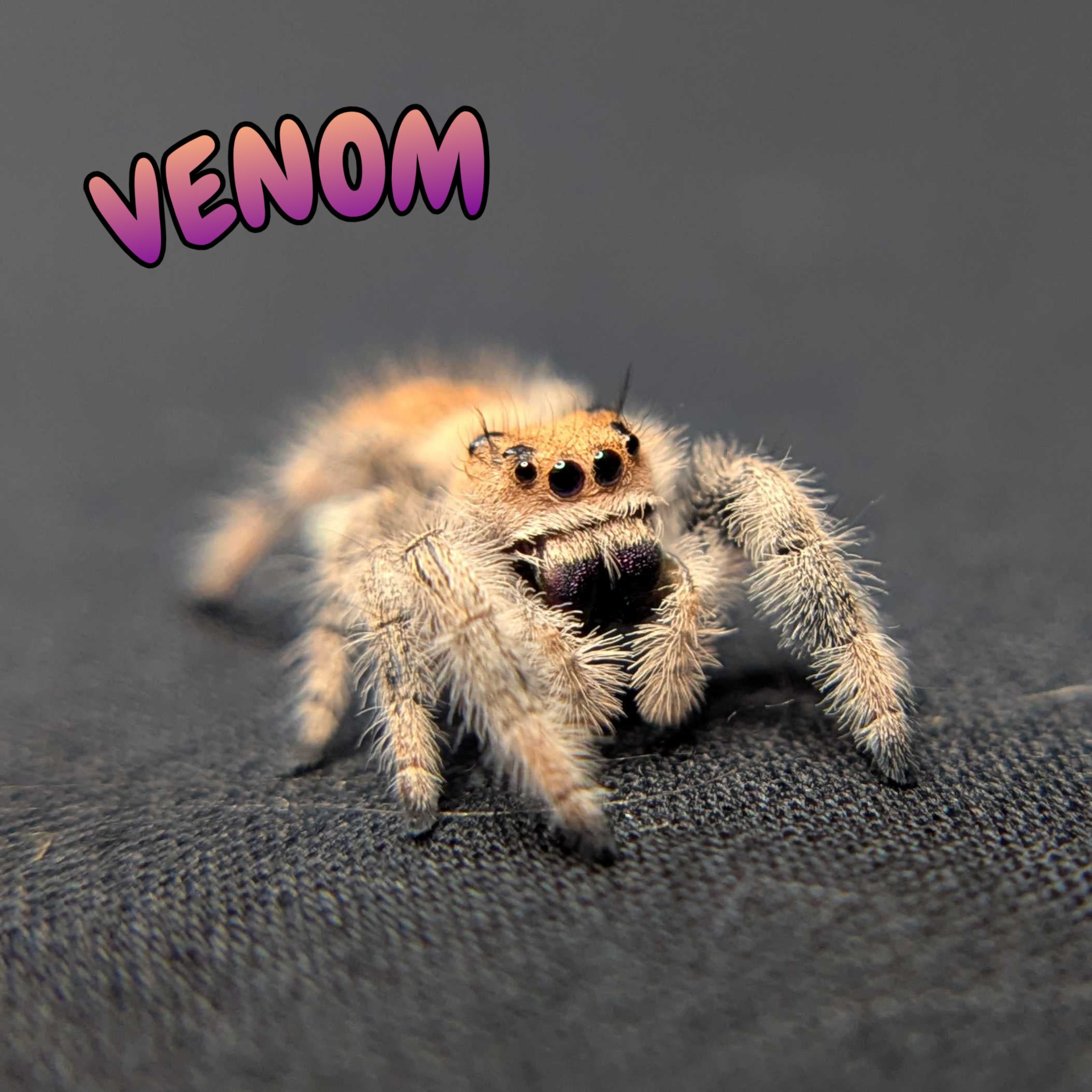 Regal Jumping Spider "Venom"