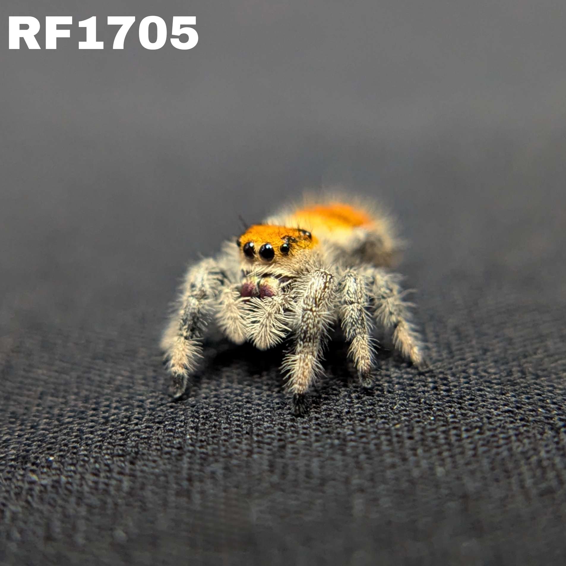 Regal Jumping Spider "Citrus Twist"