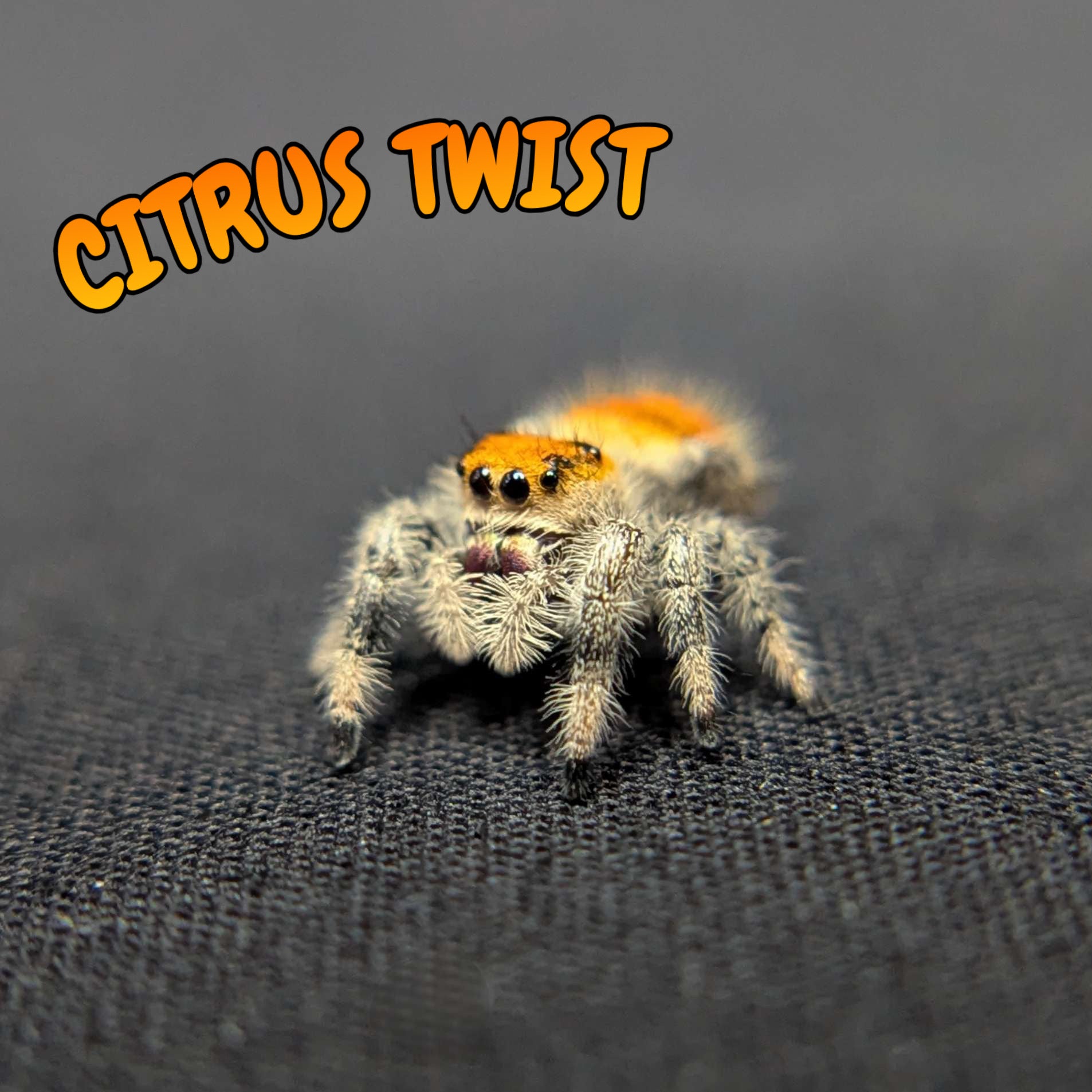 Regal Jumping Spider "Citrus Twist"