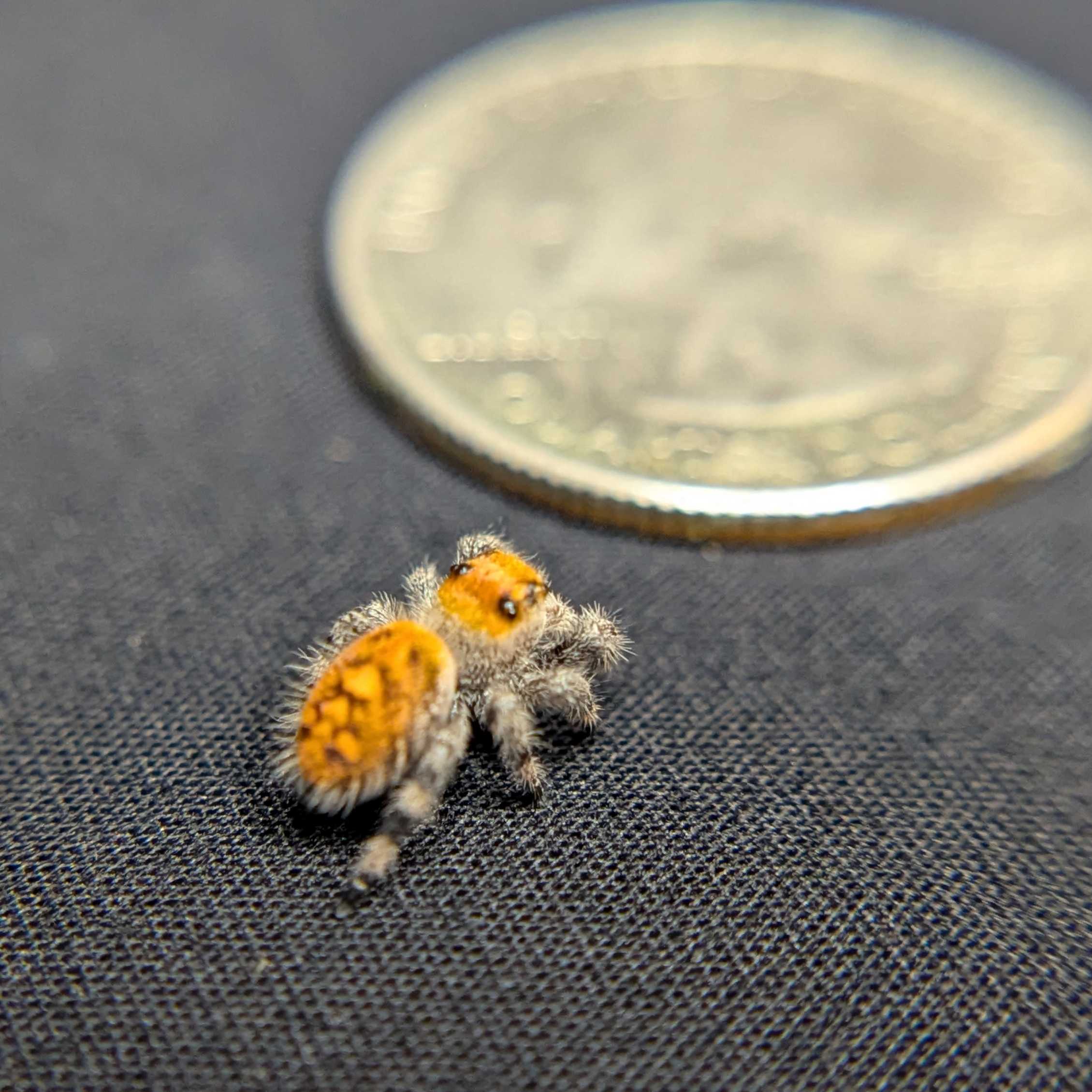 Regal Jumping Spider “Tropicana Poison”