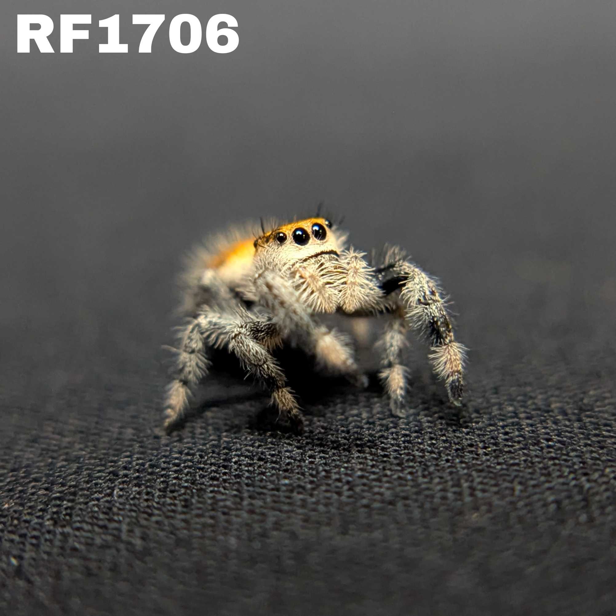 Regal Jumping Spider “Tropicana Poison”