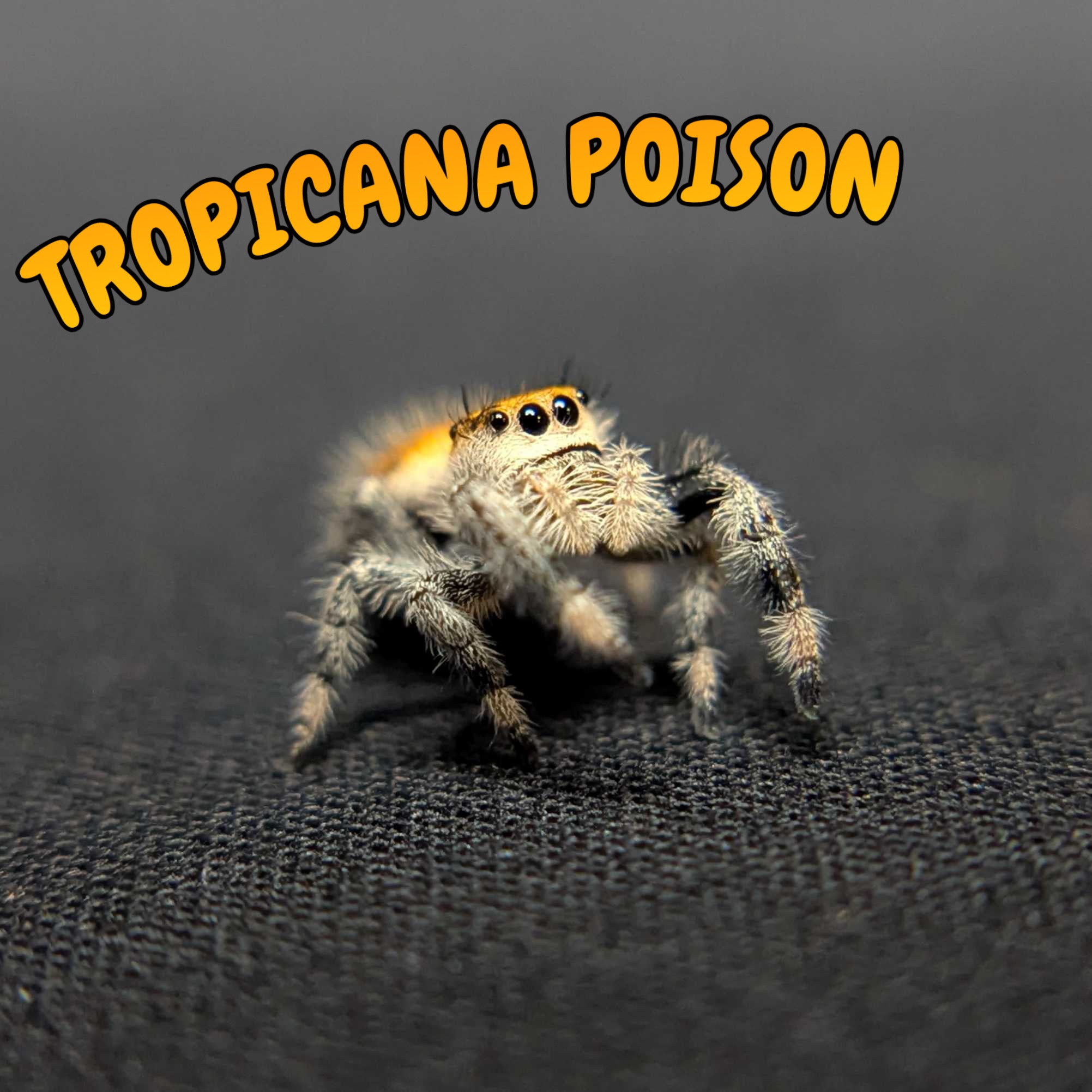 Regal Jumping Spider “Tropicana Poison”