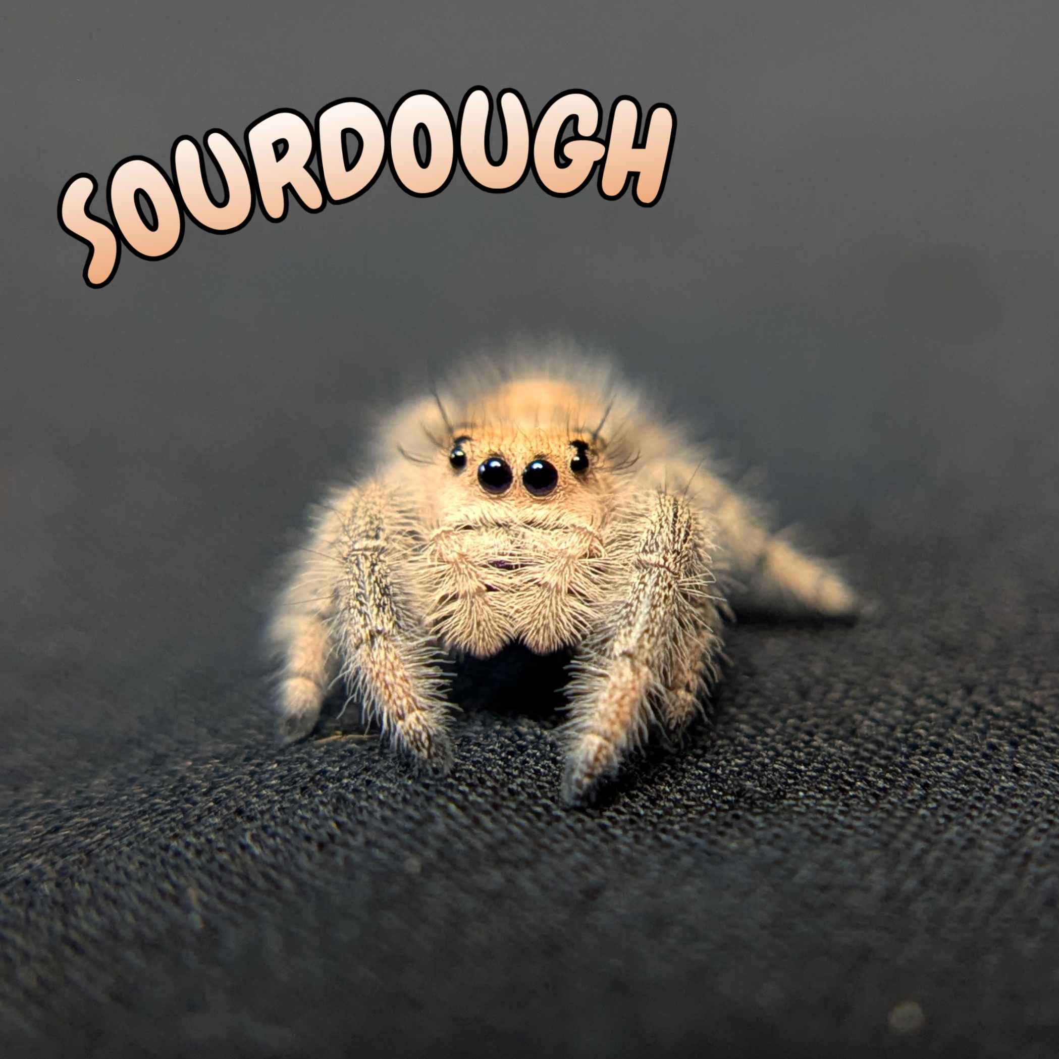 Regal Jumping Spider "Sourdough"