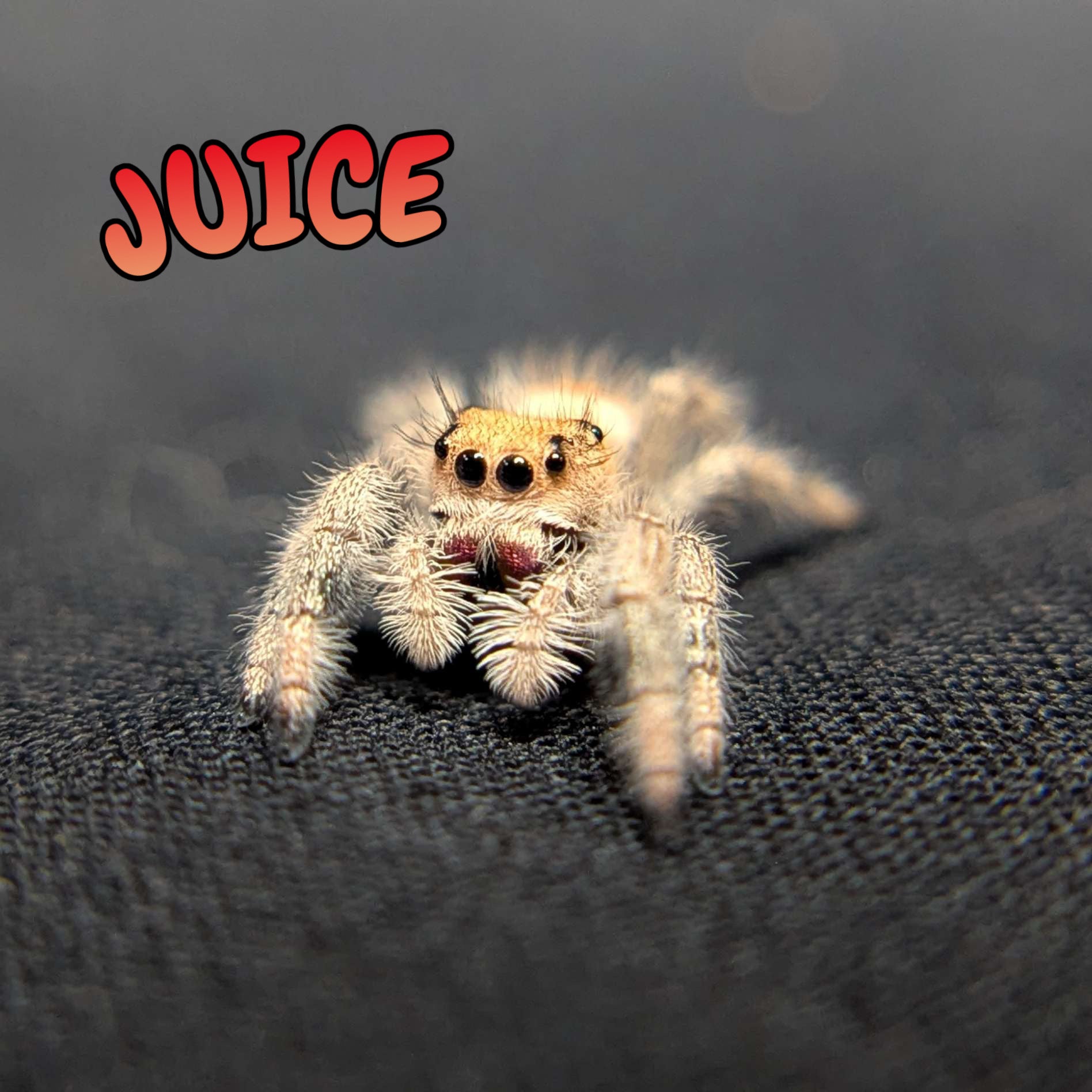 Regal Jumping Spider "Juice"