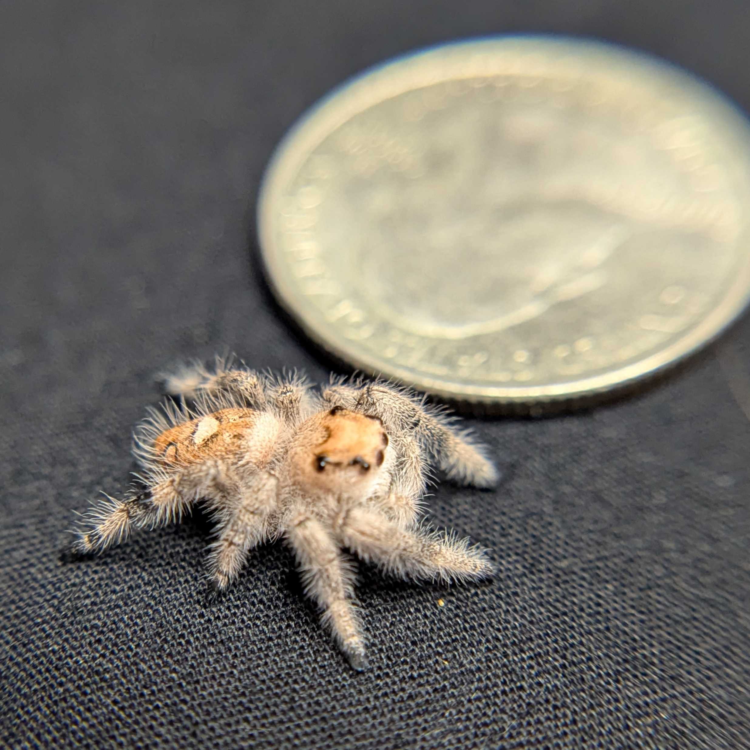 Regal Jumping Spider "Green Apple"