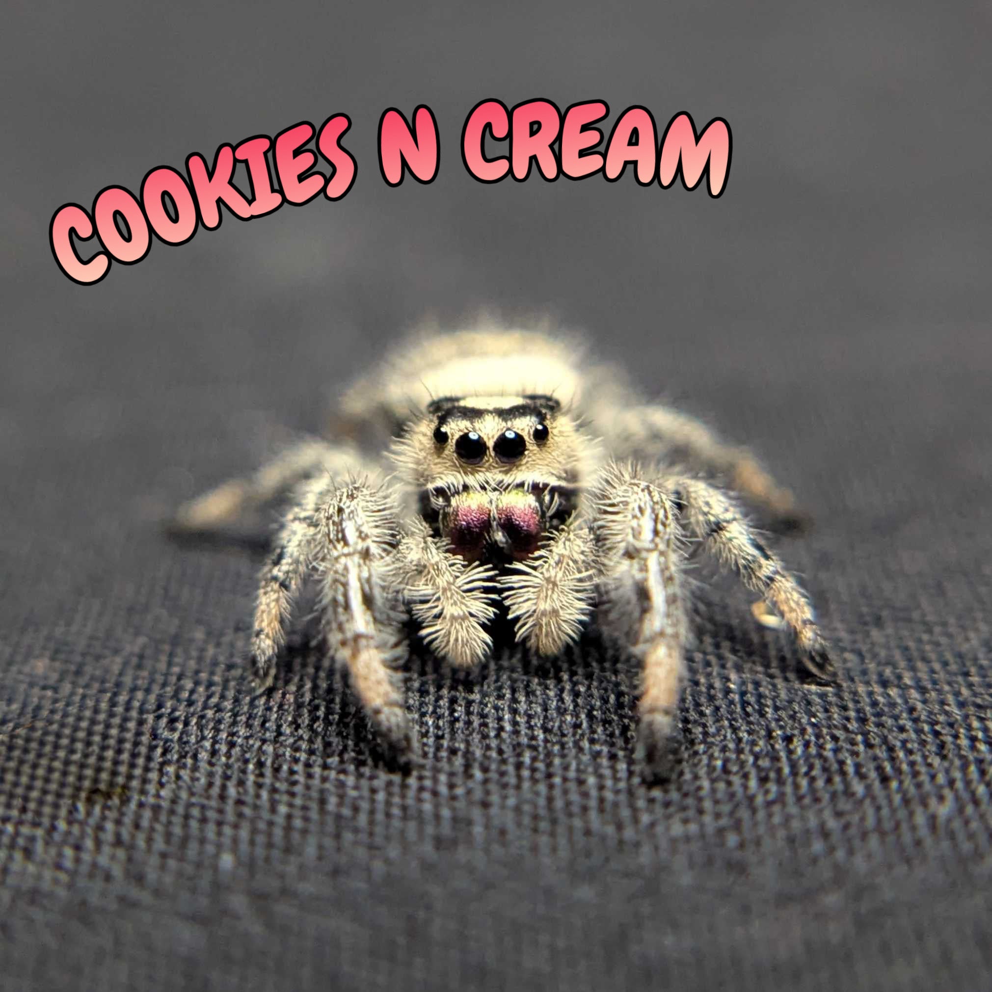 Regal Jumping Spider "Cookies n Cream"