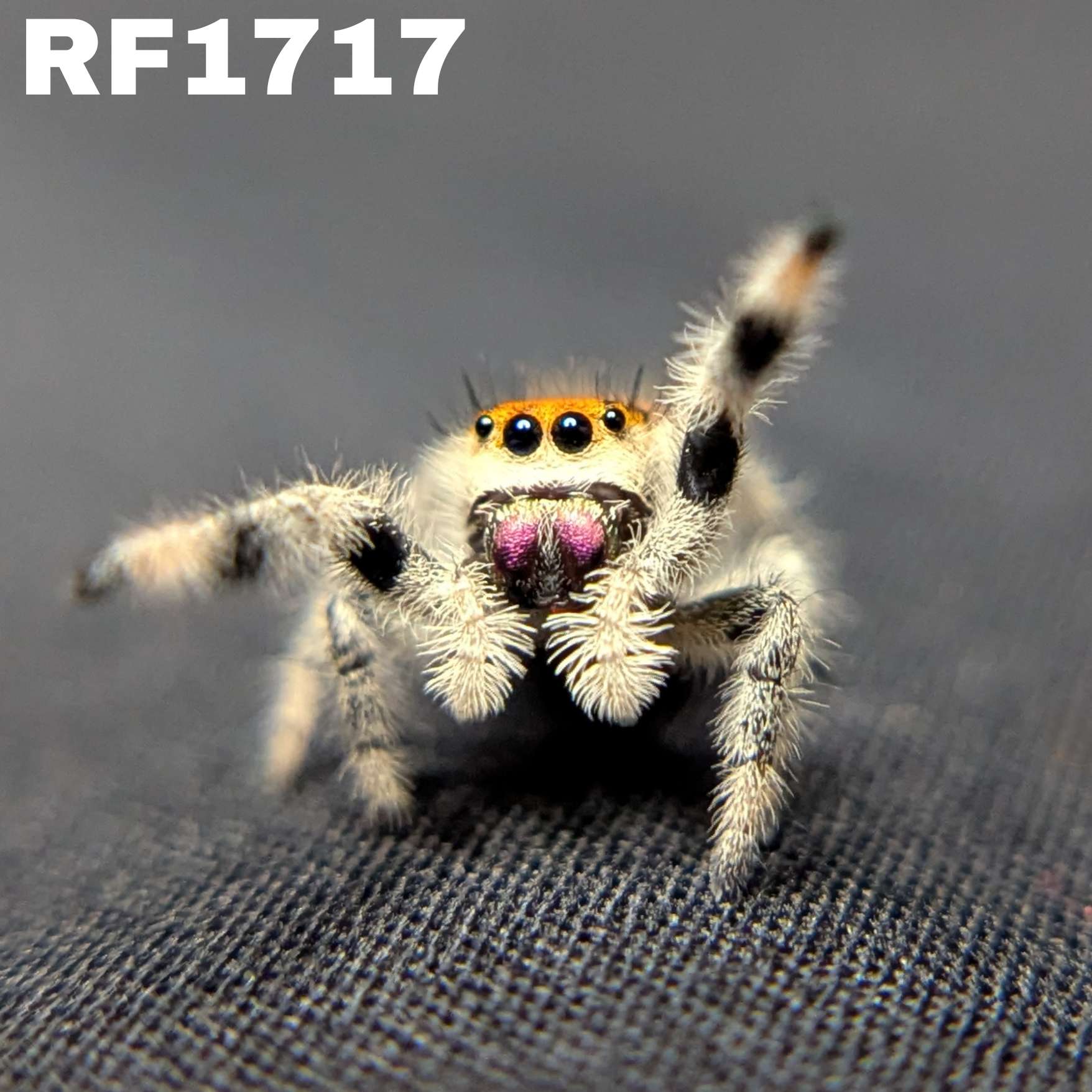 Regal Jumping Spider "Citrine"