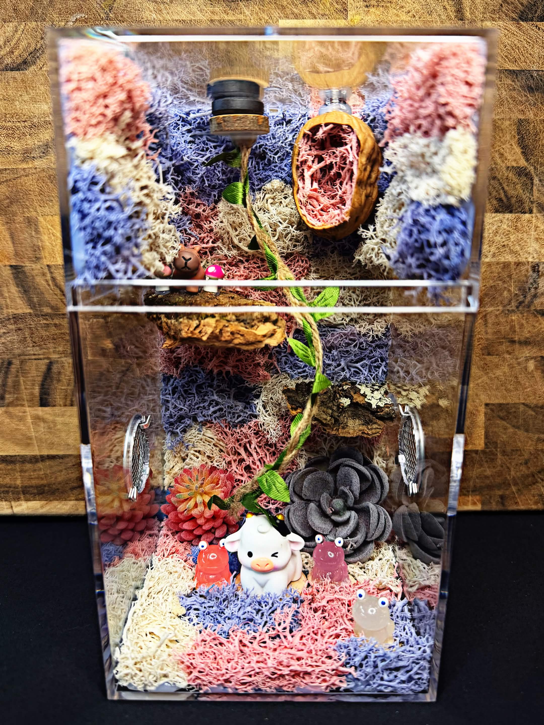 Custom Jumping Spider Enclosure