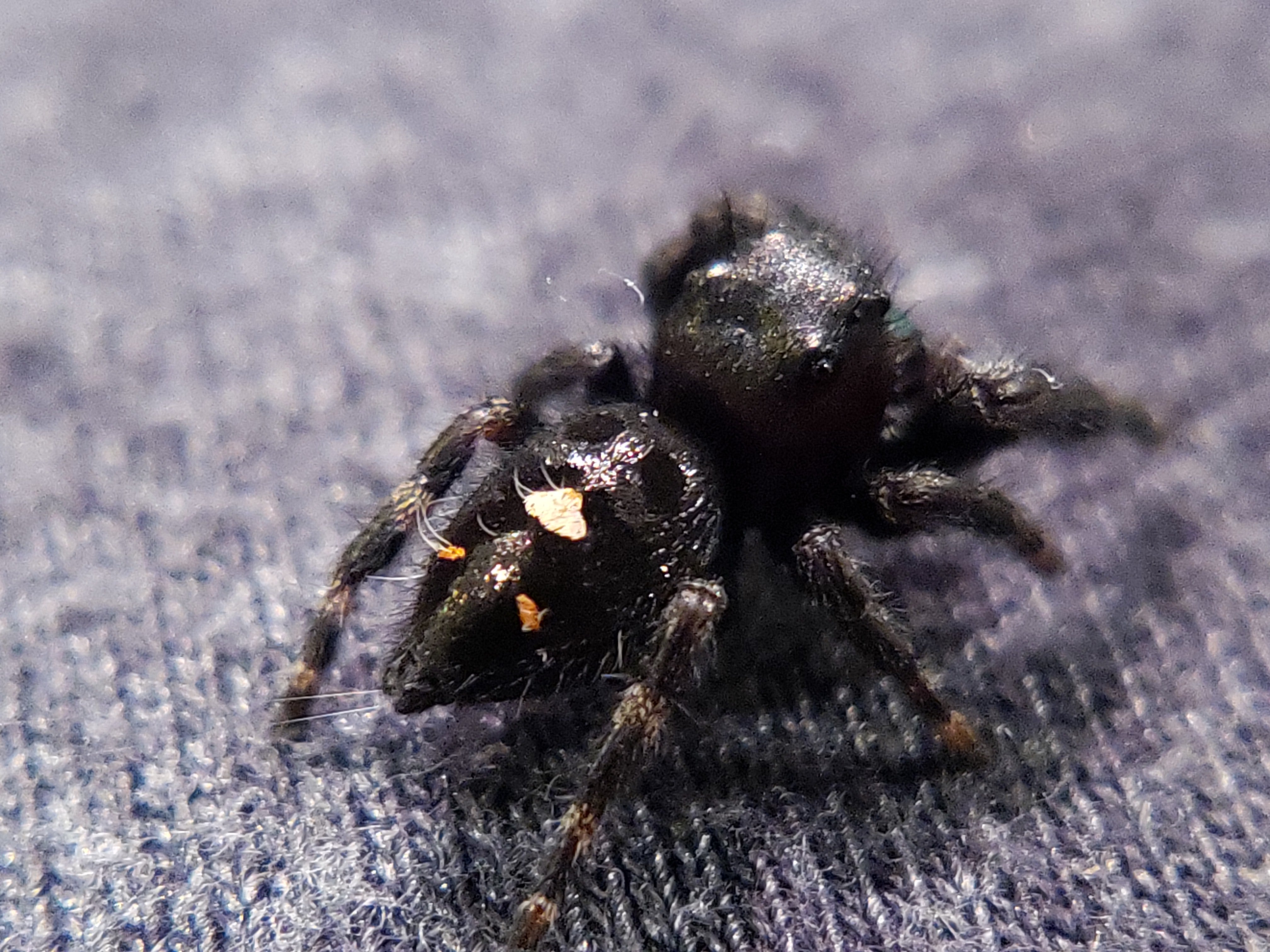 Audax Jumping Spider For Sale Named Odin, Back View