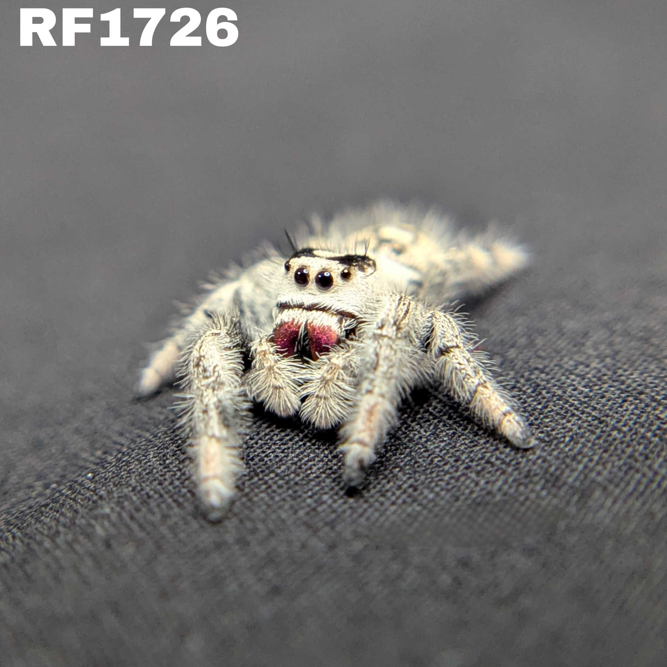 Regal Jumping Spider "Alaska” (High White)
