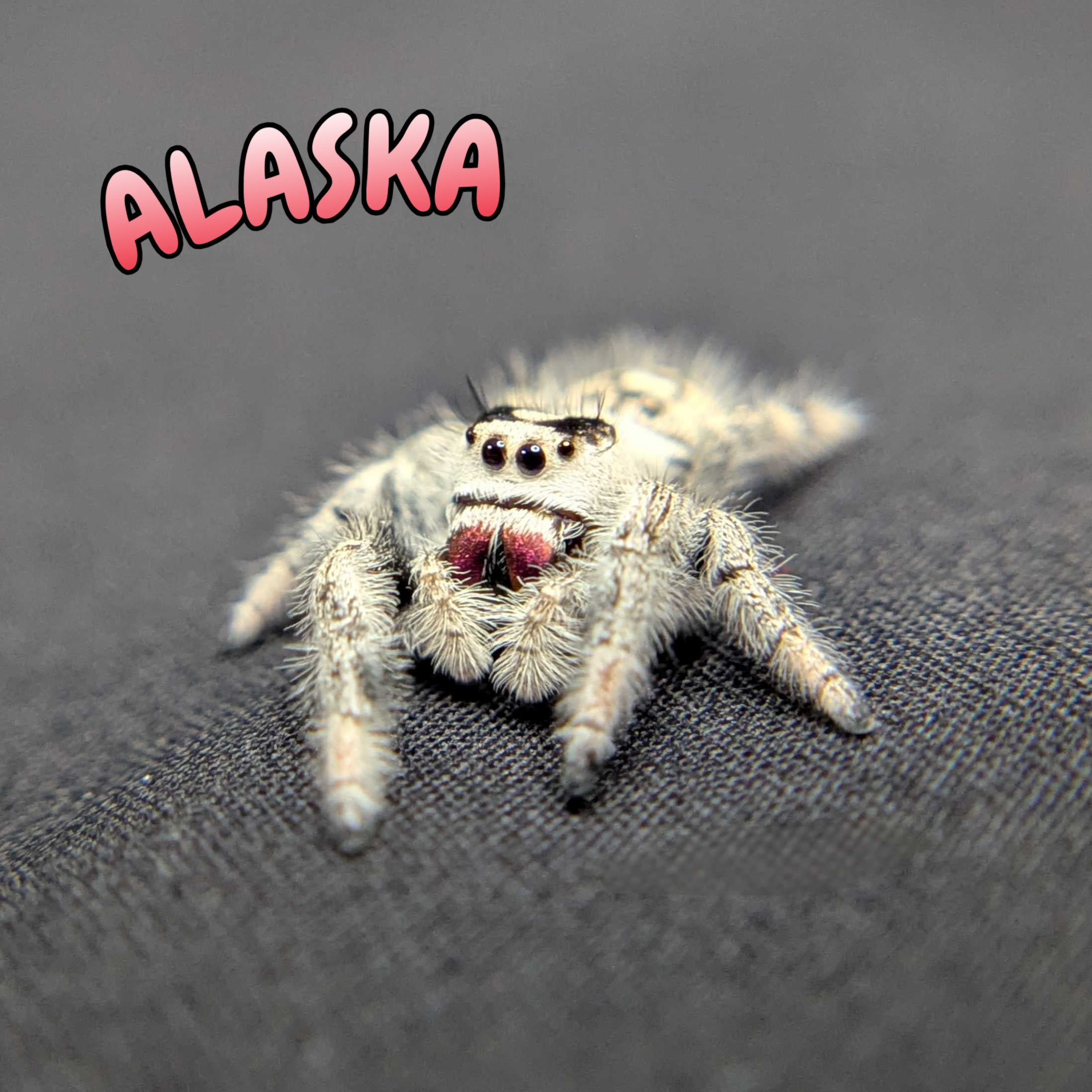Regal Jumping Spider "Alaska” (High White)