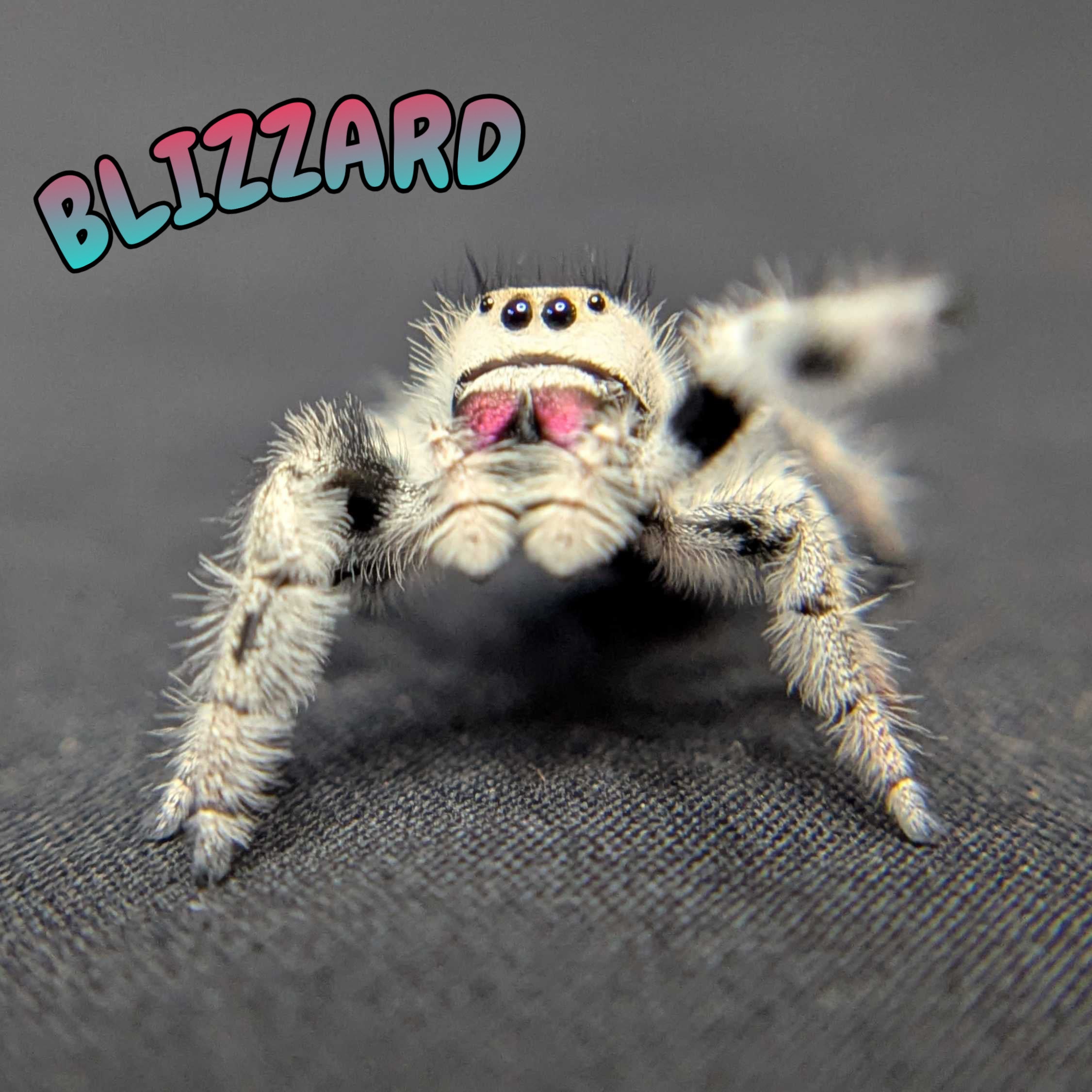 Regal Jumping Spider “Blizzard” (High White)