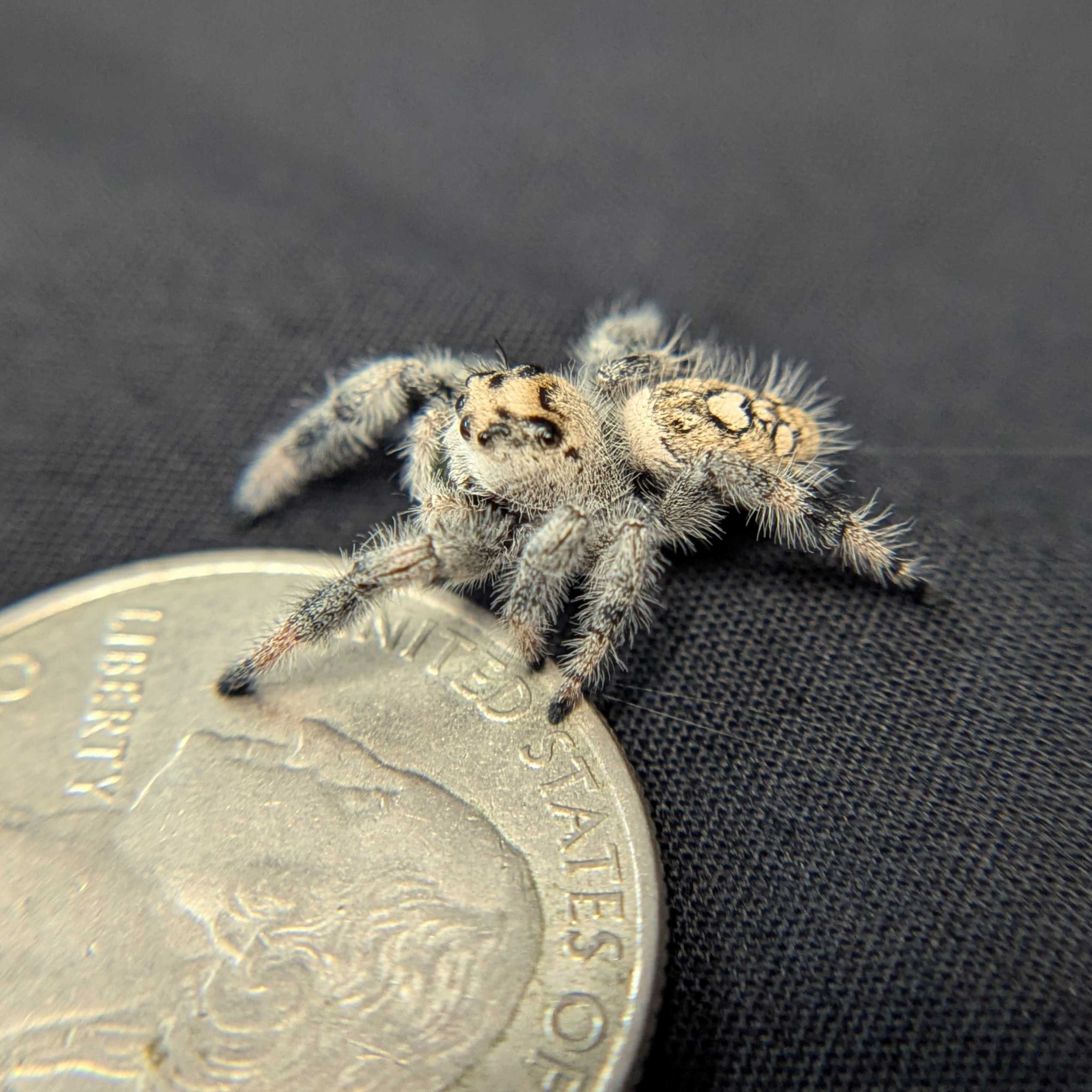 Regal Jumping Spider "Snow"