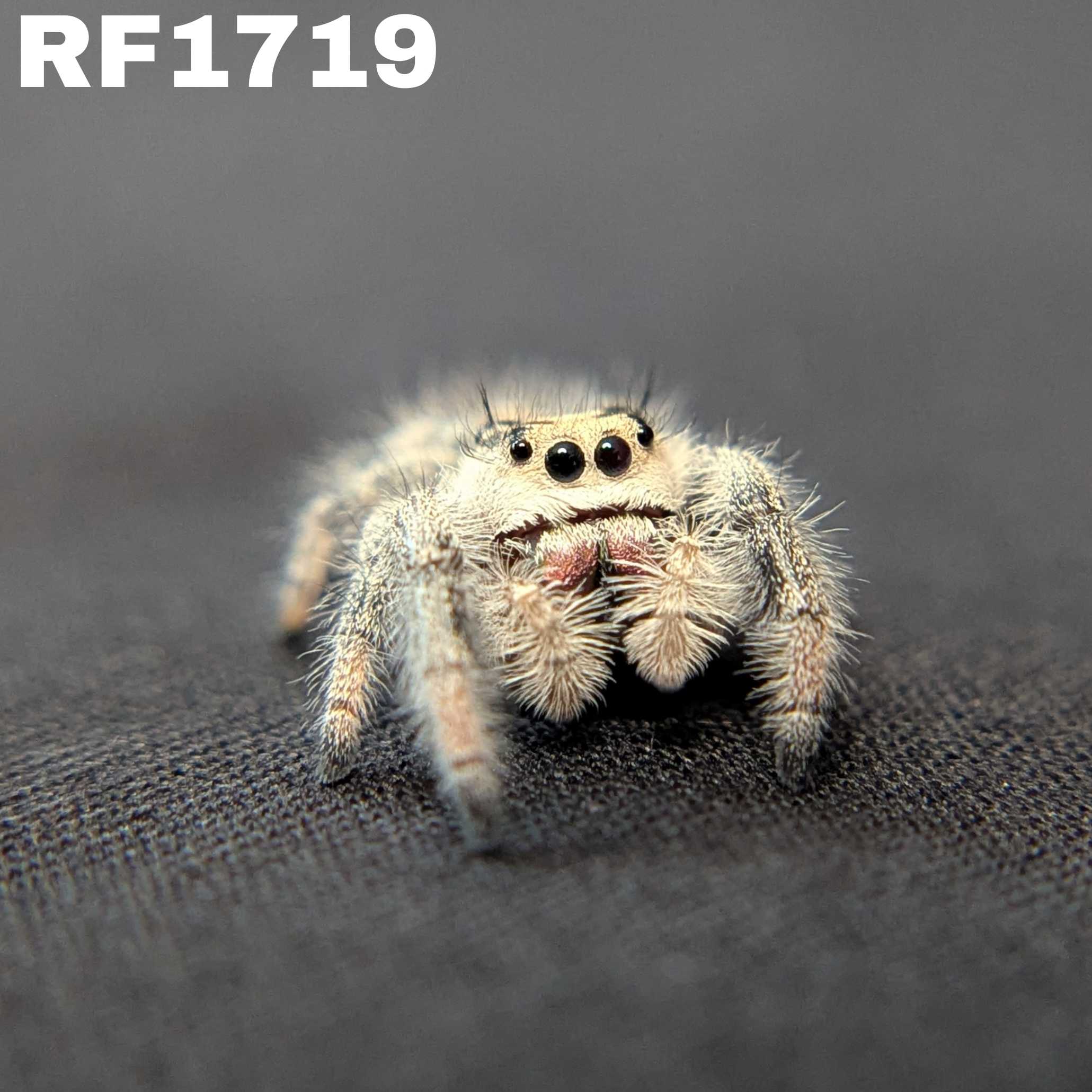 Regal Jumping Spider "Snow"