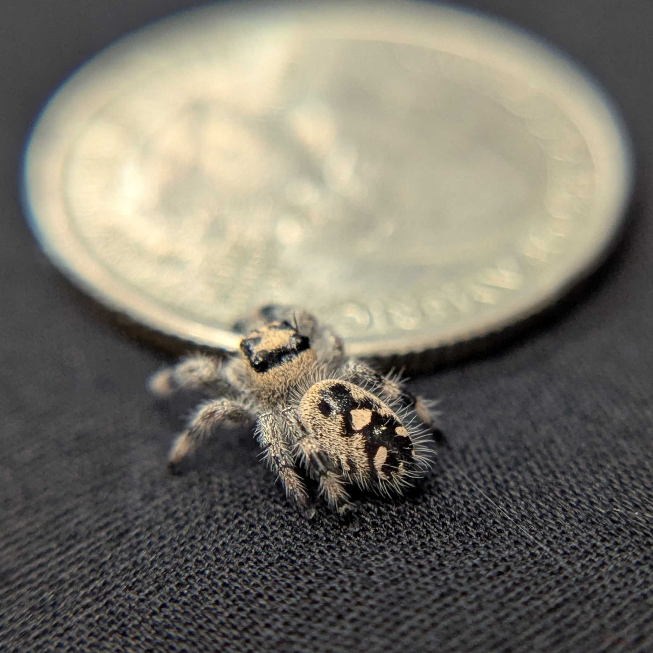 Regal Jumping Spider “Sprout”
