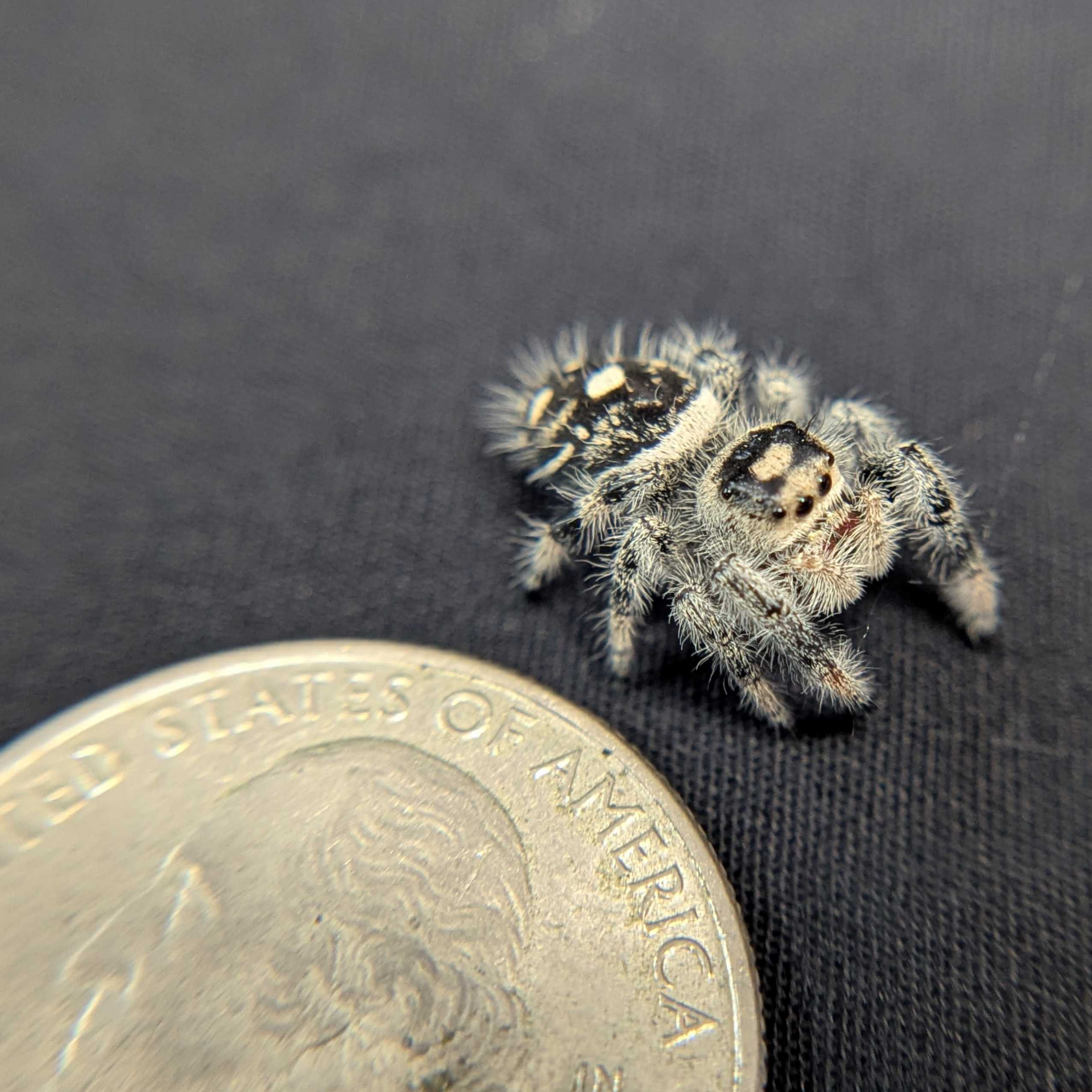 Regal Jumping Spider "Coco"