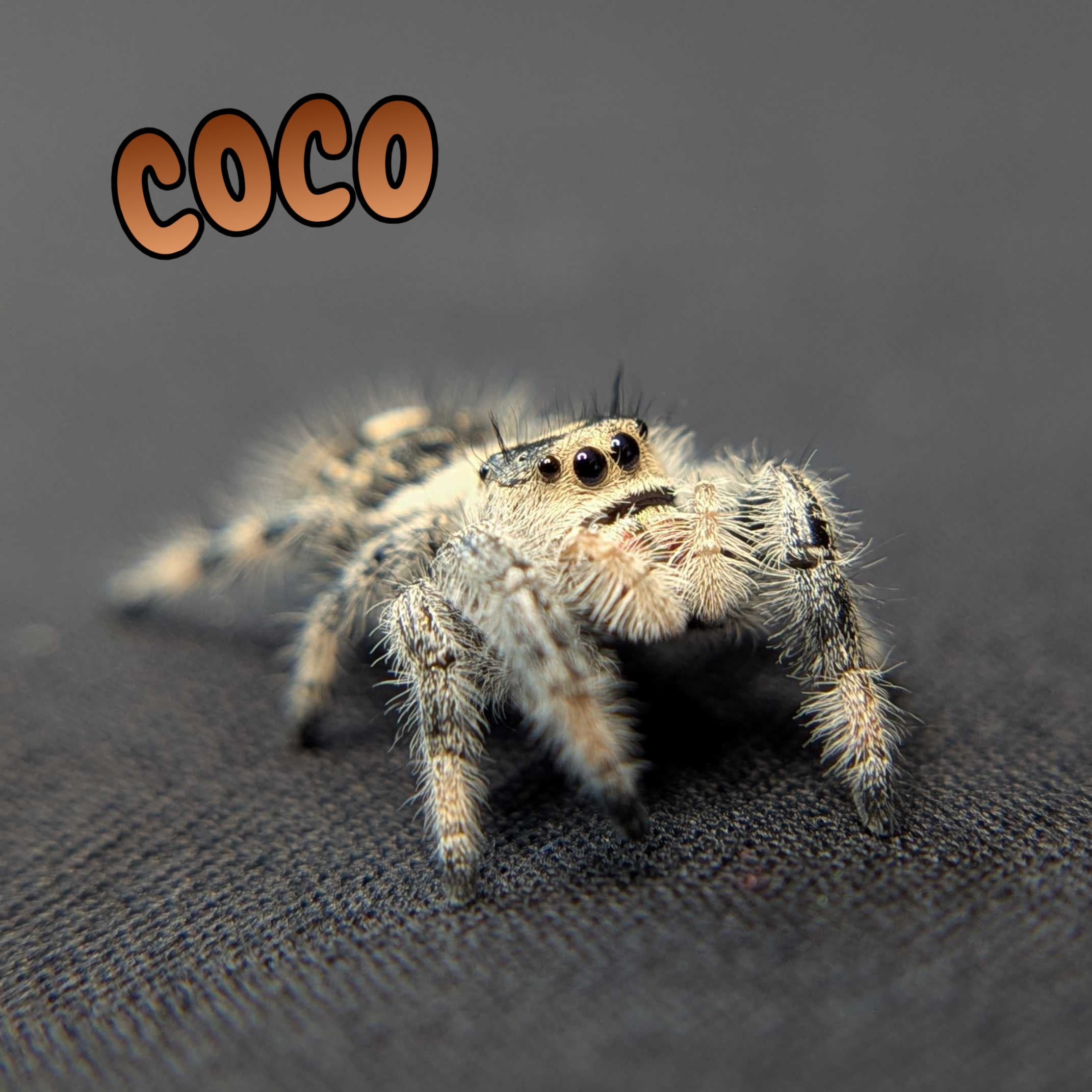 Regal Jumping Spider "Coco"
