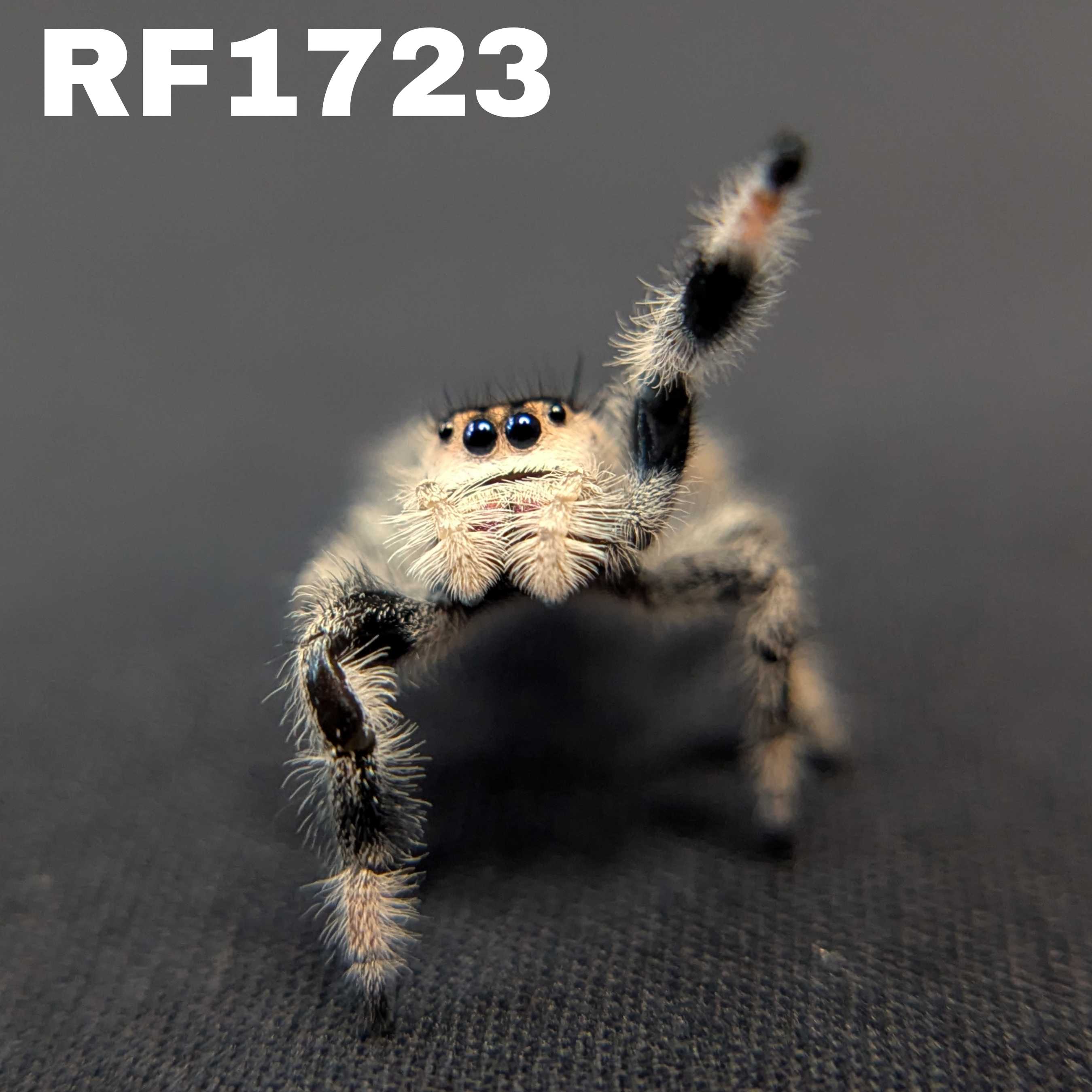 Regal Jumping Spider “Cookie Dough”
