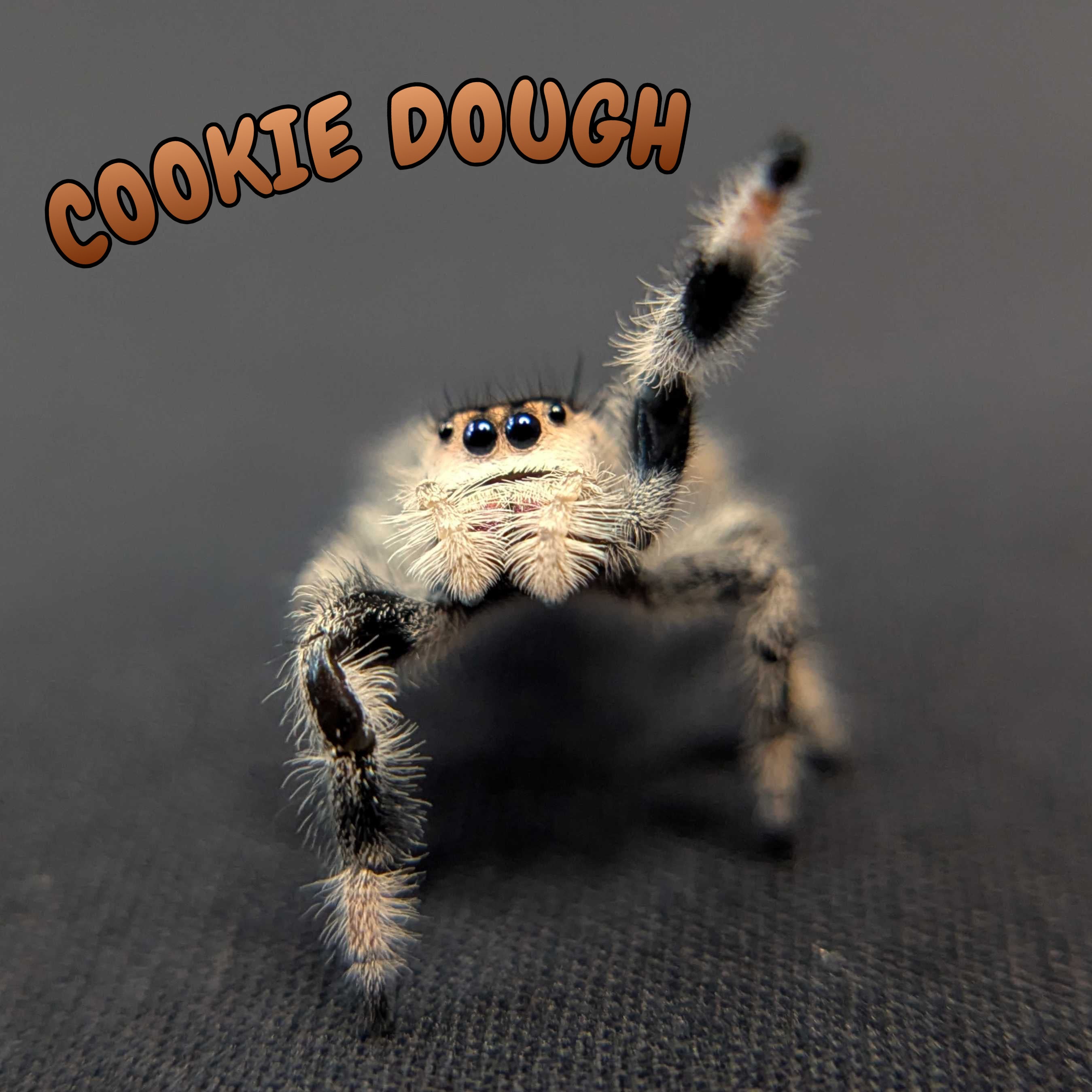 Regal Jumping Spider “Cookie Dough”