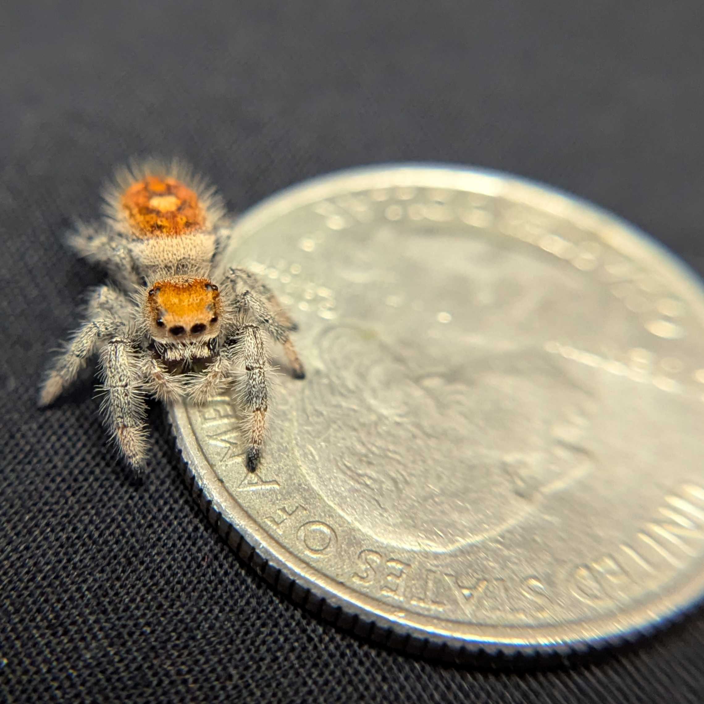 Regal Jumping Spider “Bonbon”