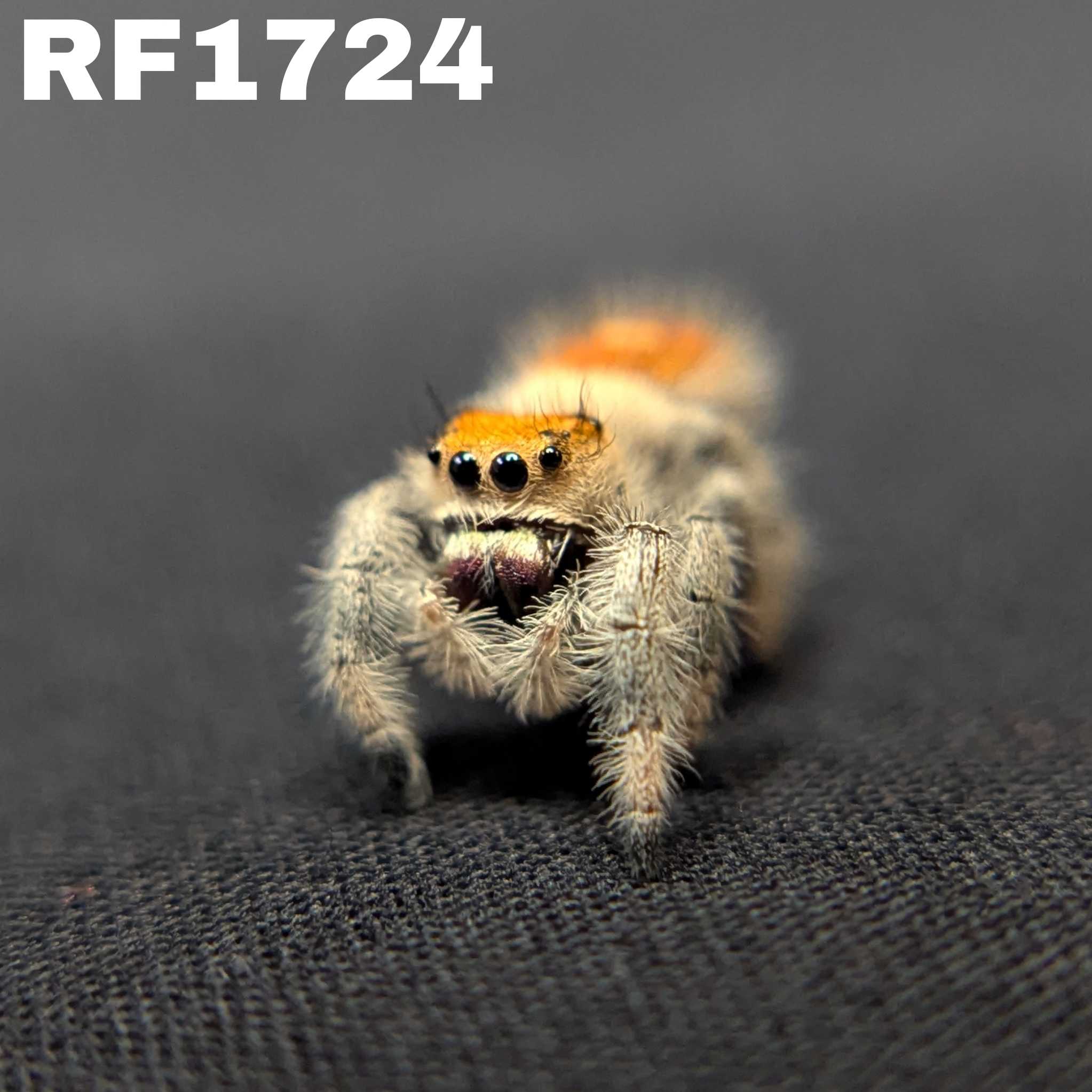 Regal Jumping Spider “Bonbon”