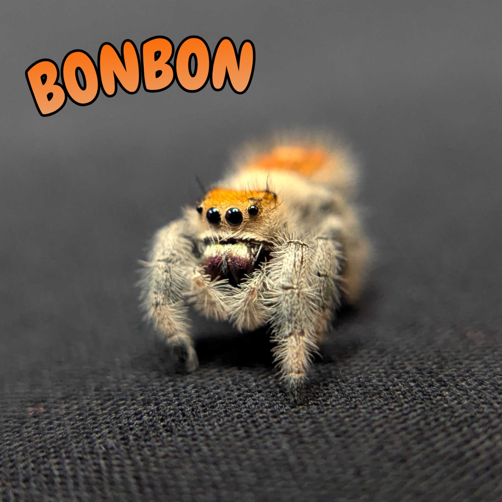 Regal Jumping Spider “Bonbon”