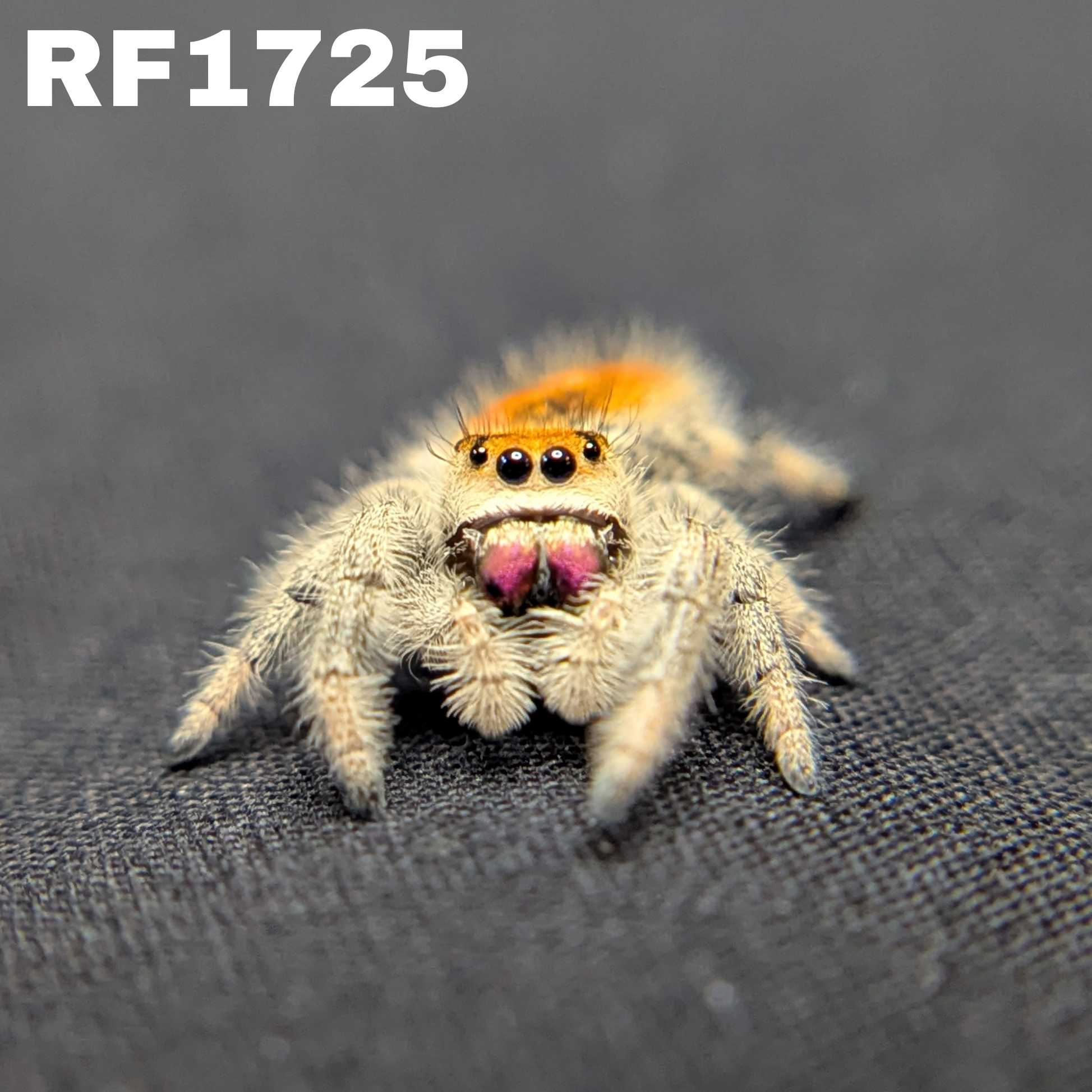 Regal Jumping Spider "Jazz"