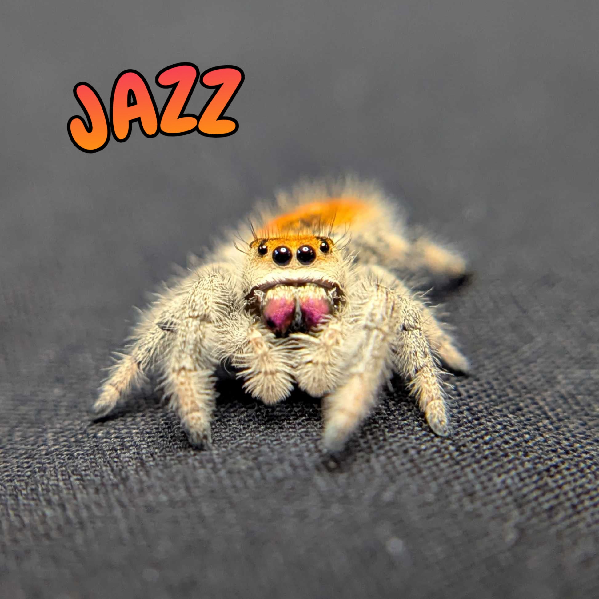 Regal Jumping Spider "Jazz"
