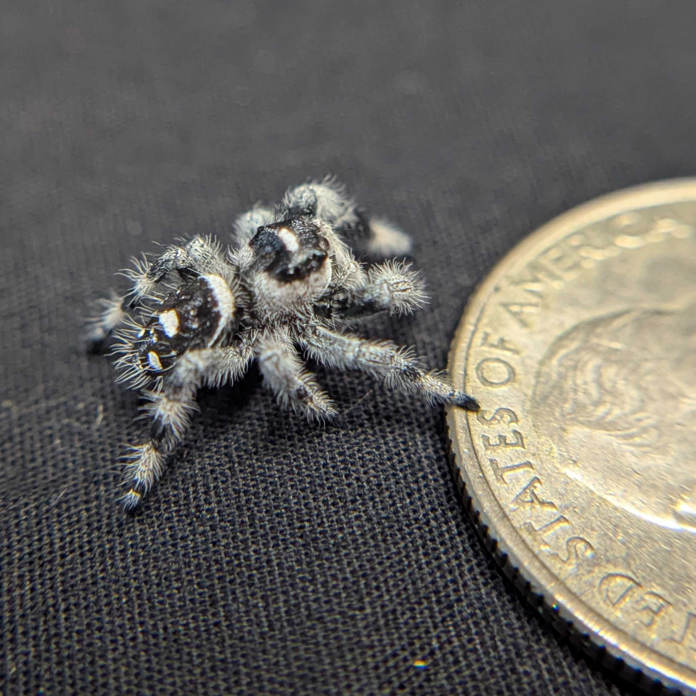 Regal Jumping Spider "Casper"