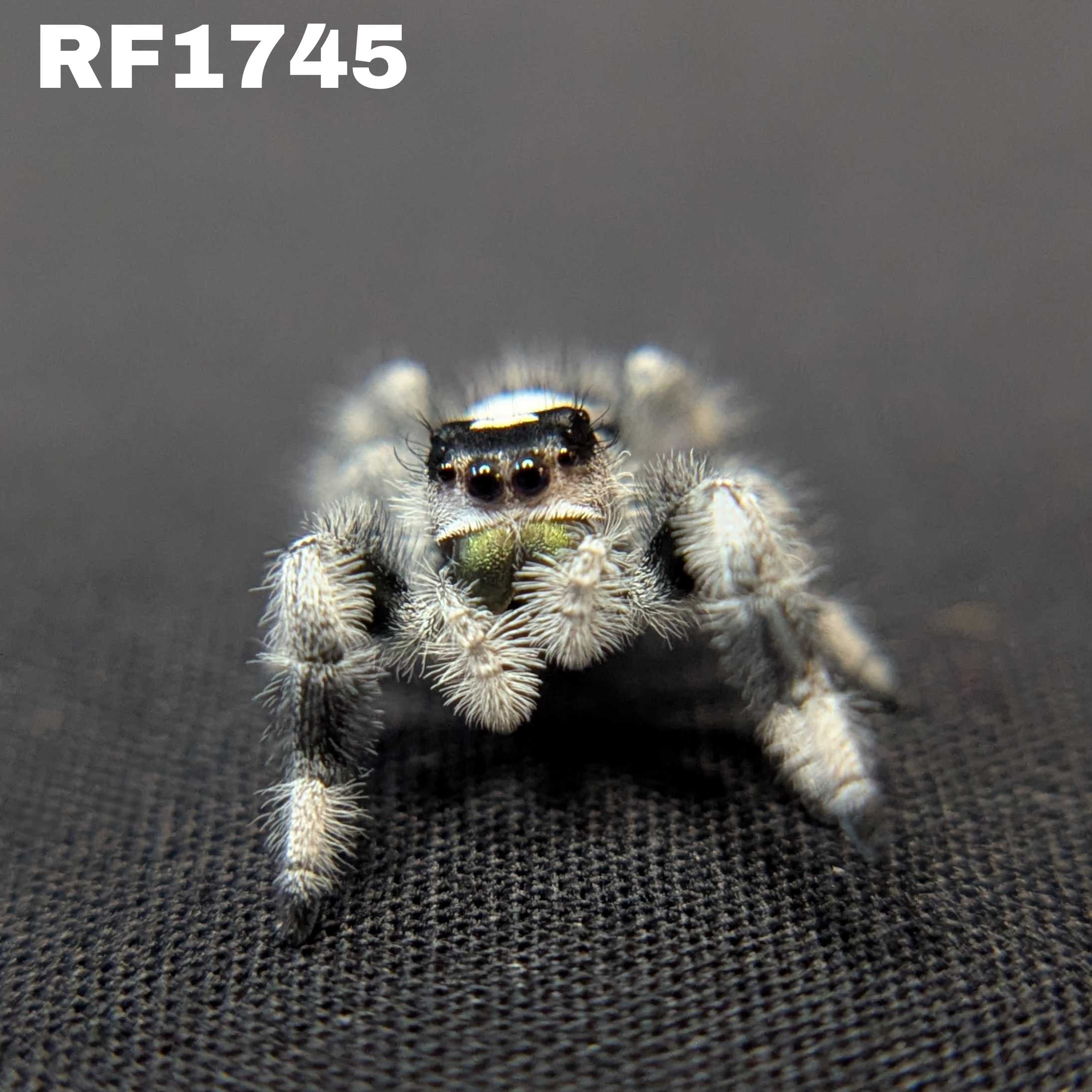 Regal Jumping Spider "Casper"