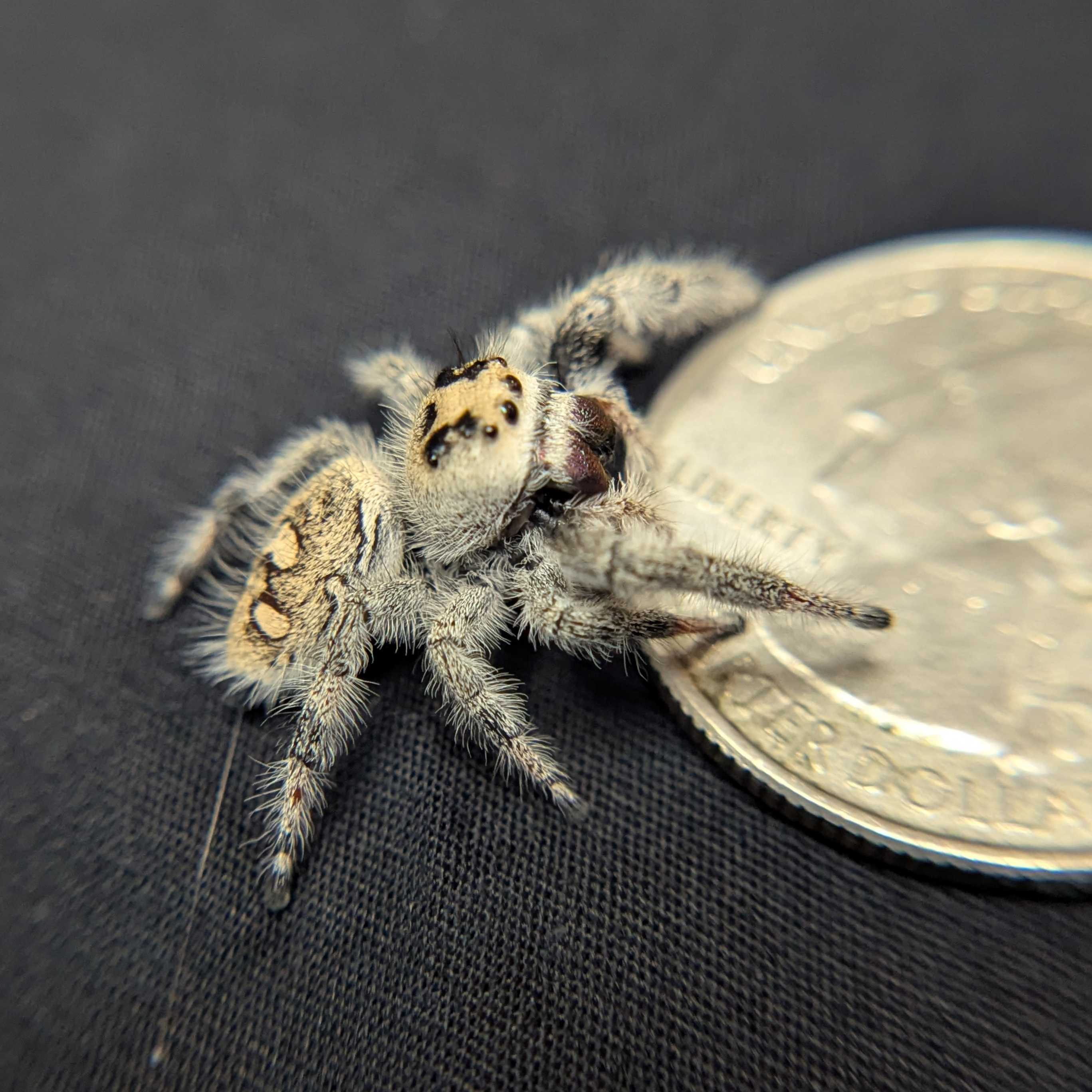 Regal Jumping Spider "Shadow"