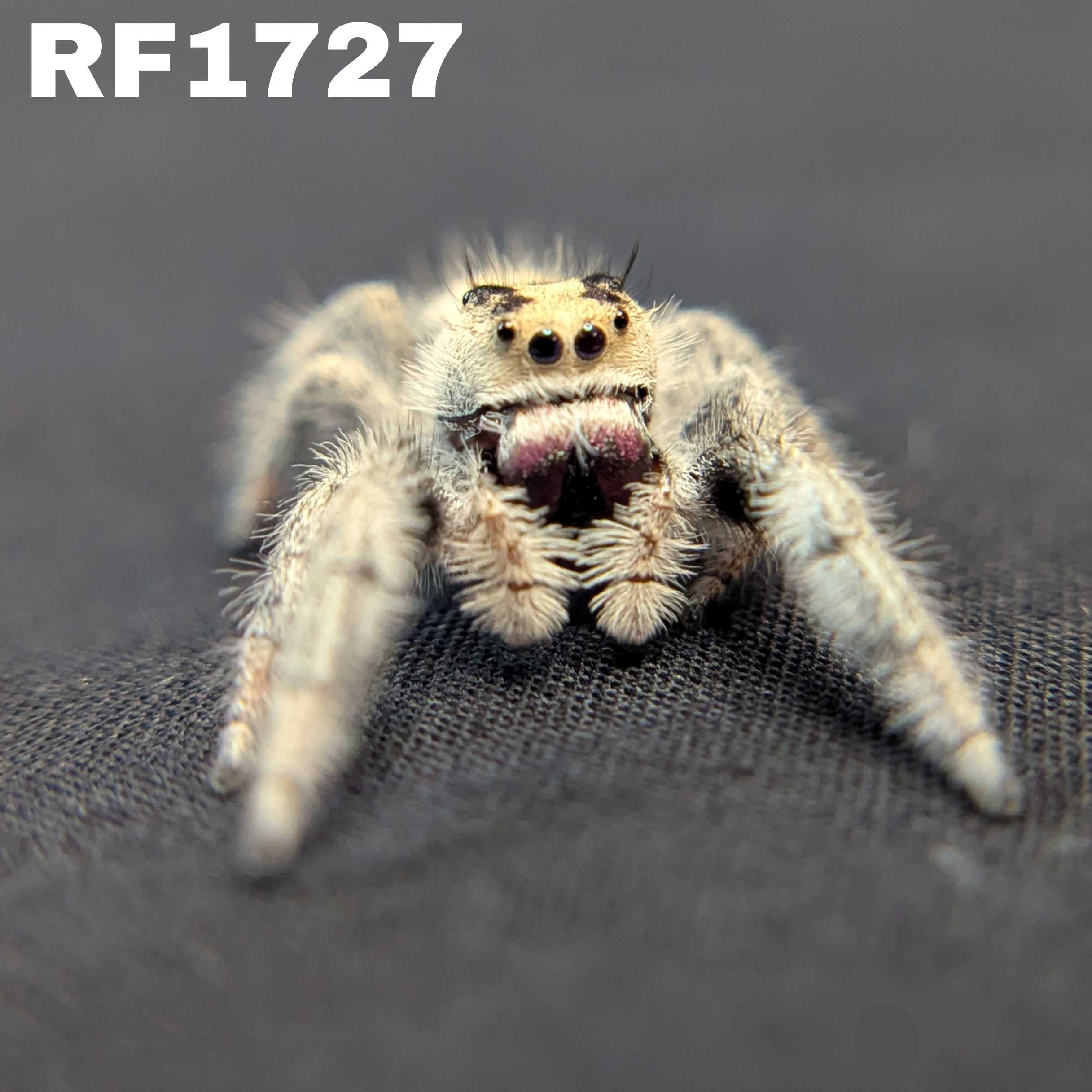 Regal Jumping Spider "Shadow"