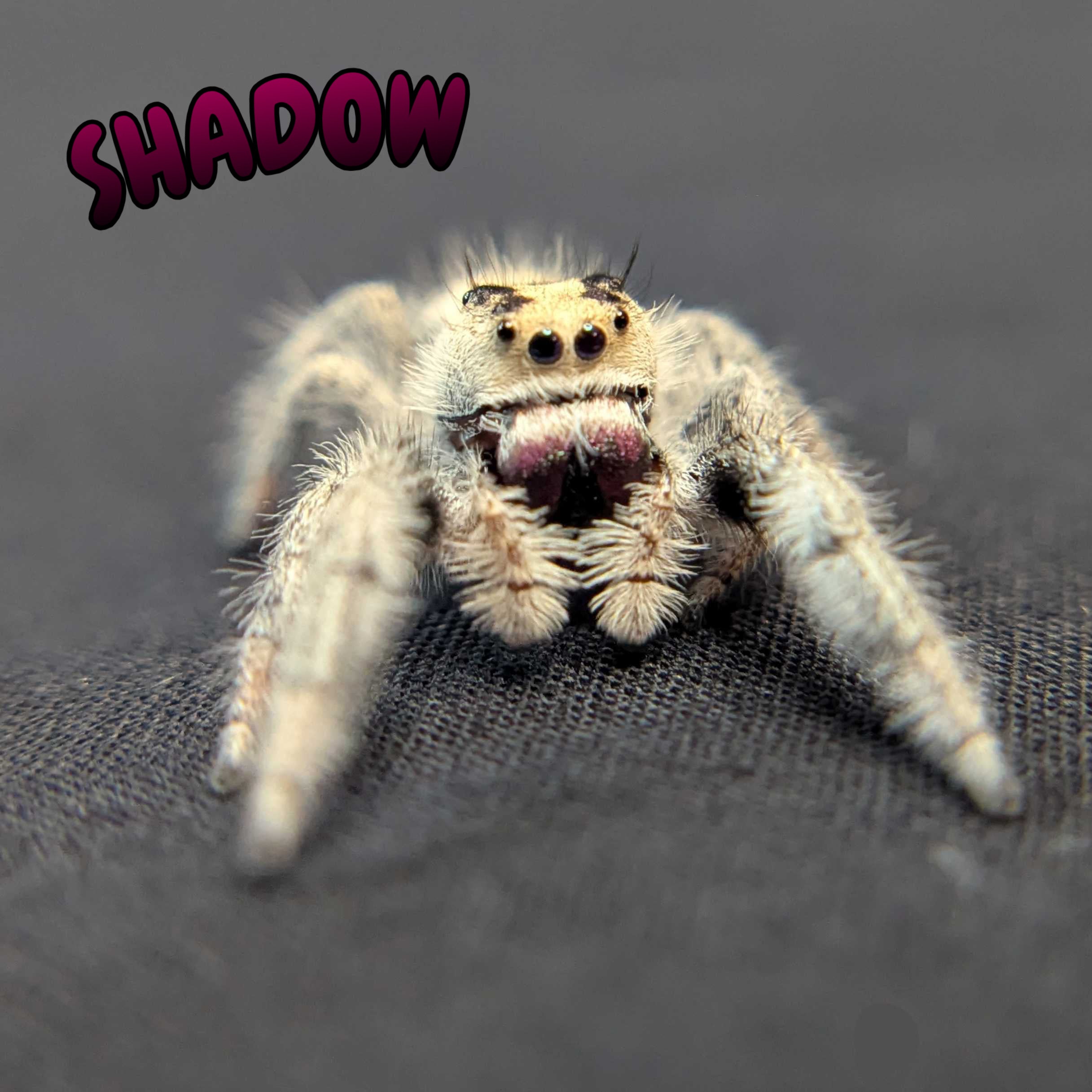 Regal Jumping Spider "Shadow"