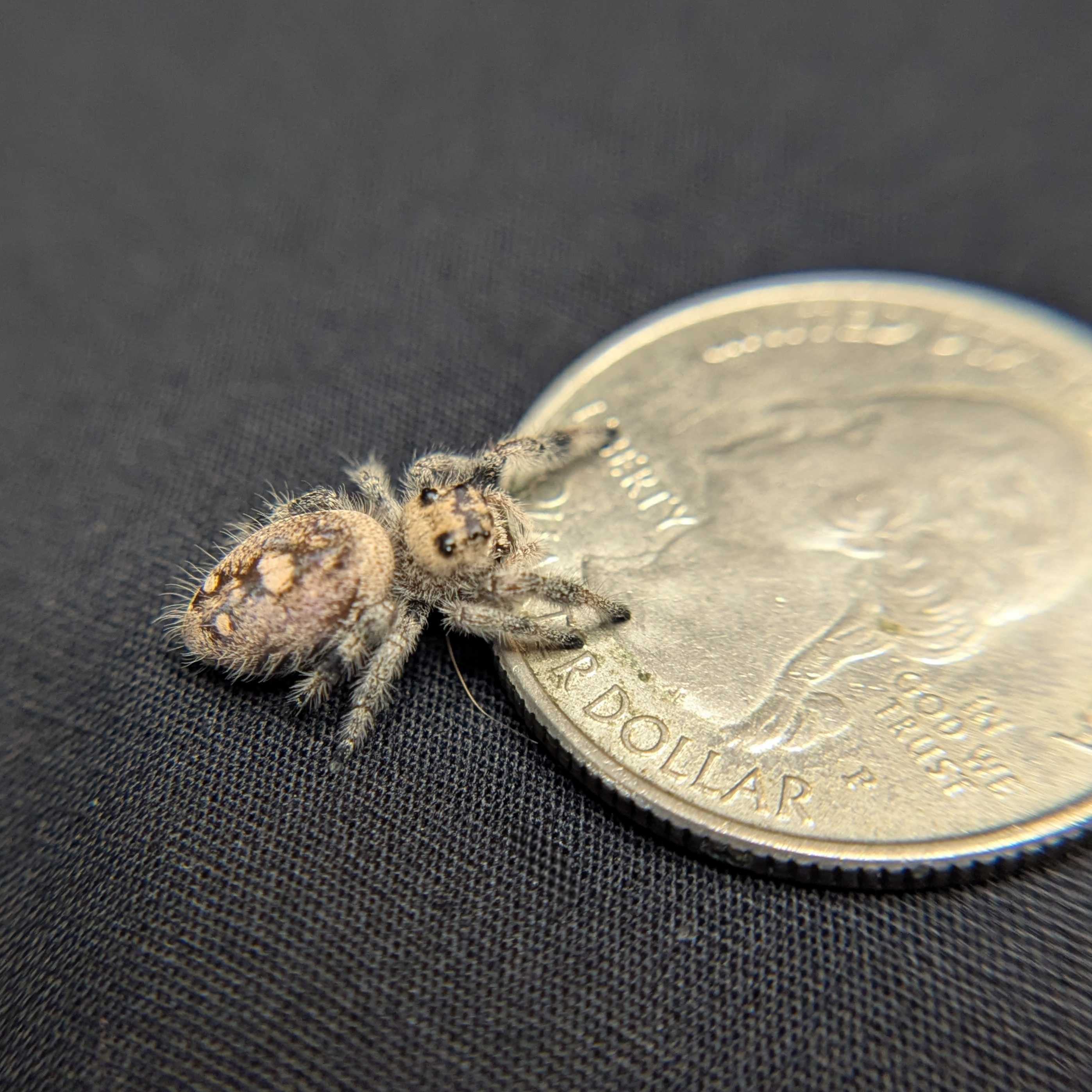 Regal Jumping Spider "Pink"