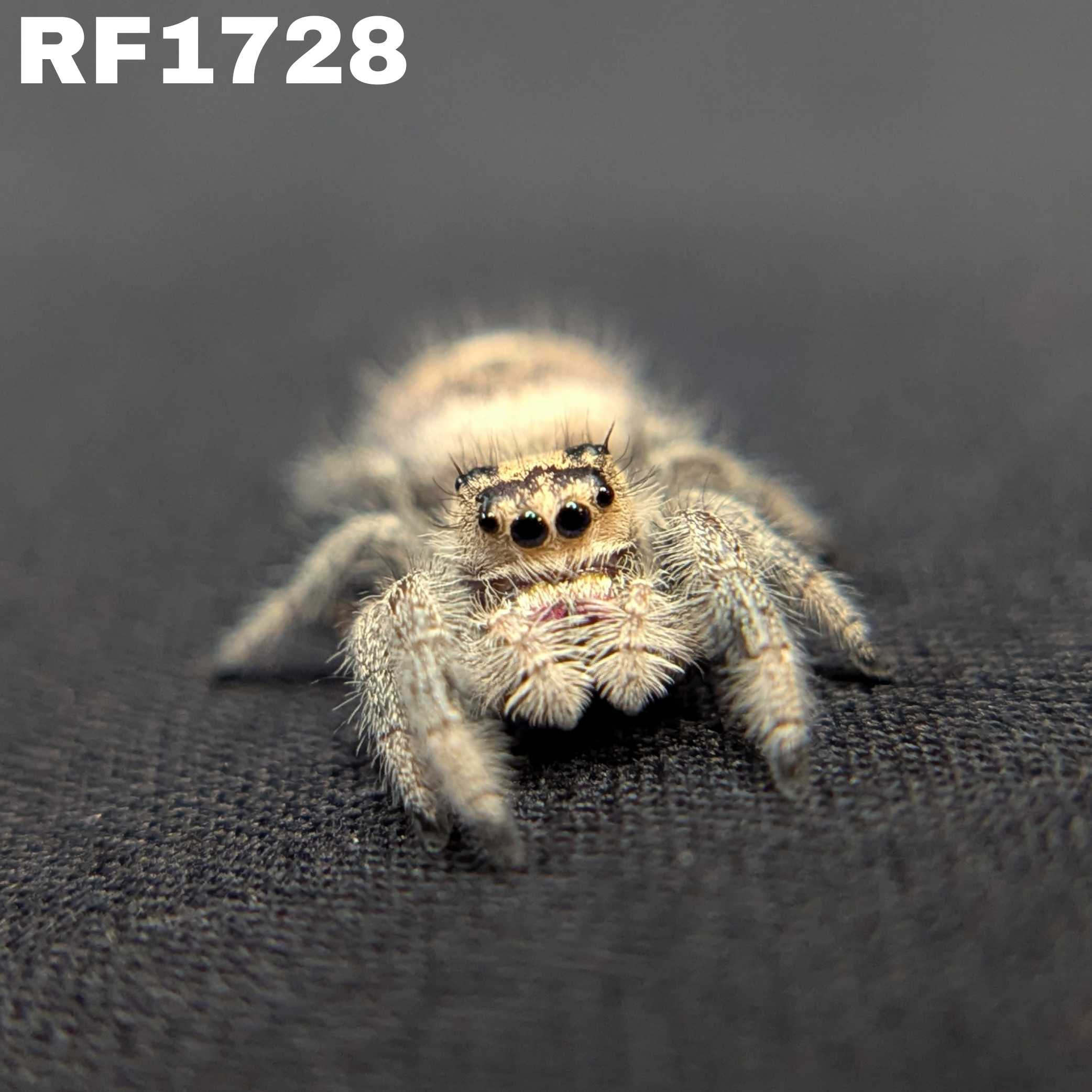 Regal Jumping Spider "Pink"
