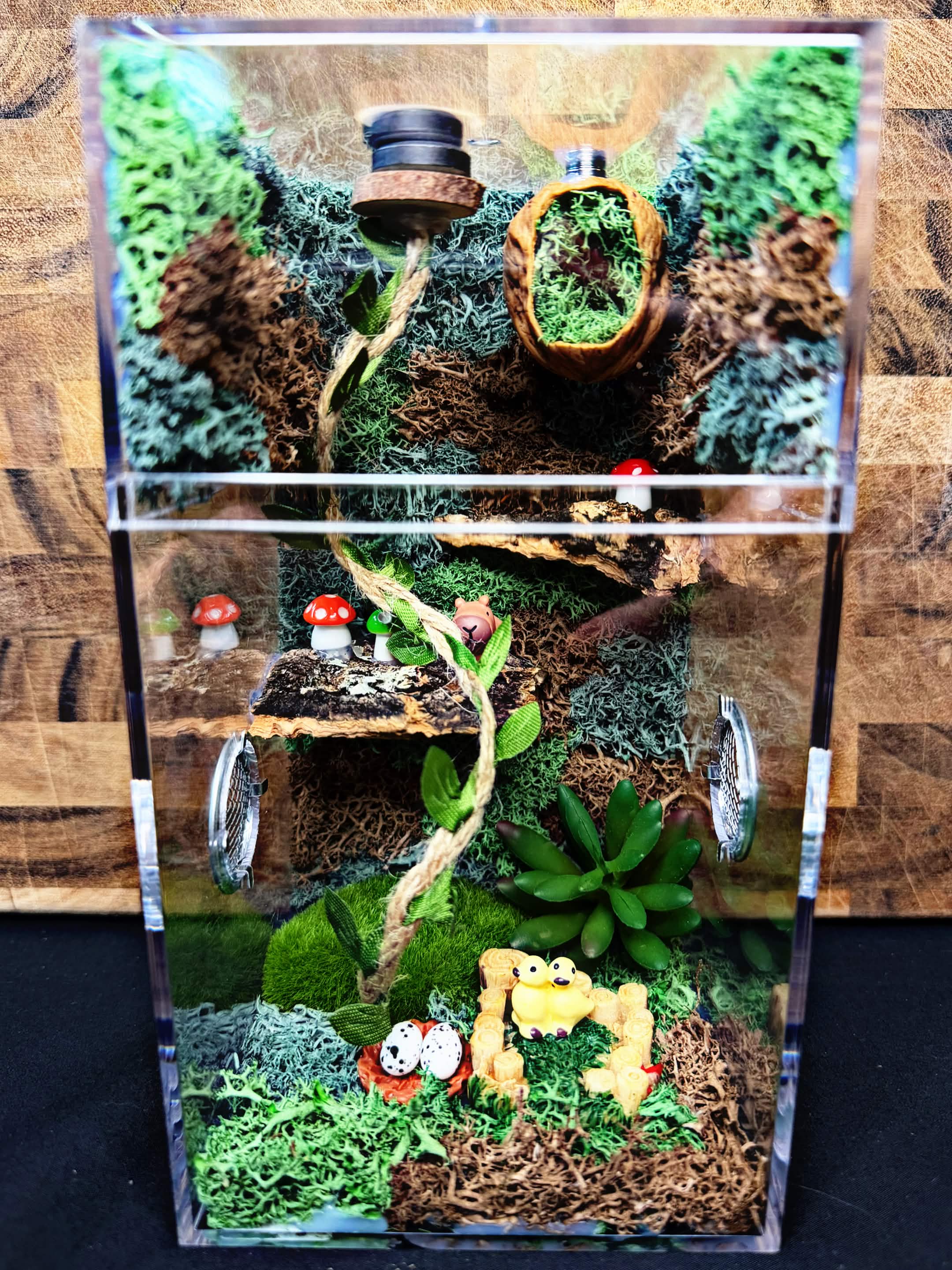 Custom Jumping Spider Enclosure
