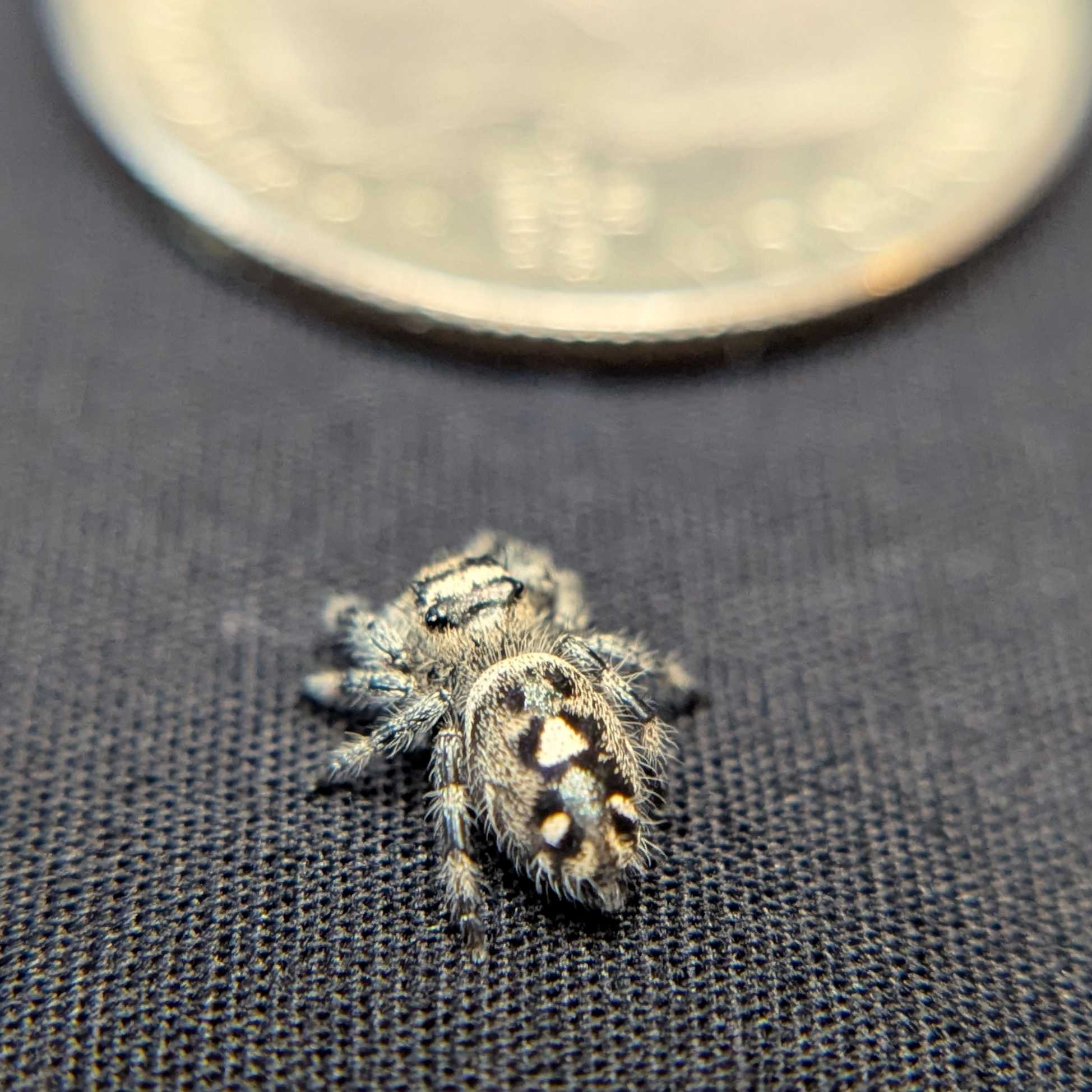 Regal Jumping Spider "Domino"
