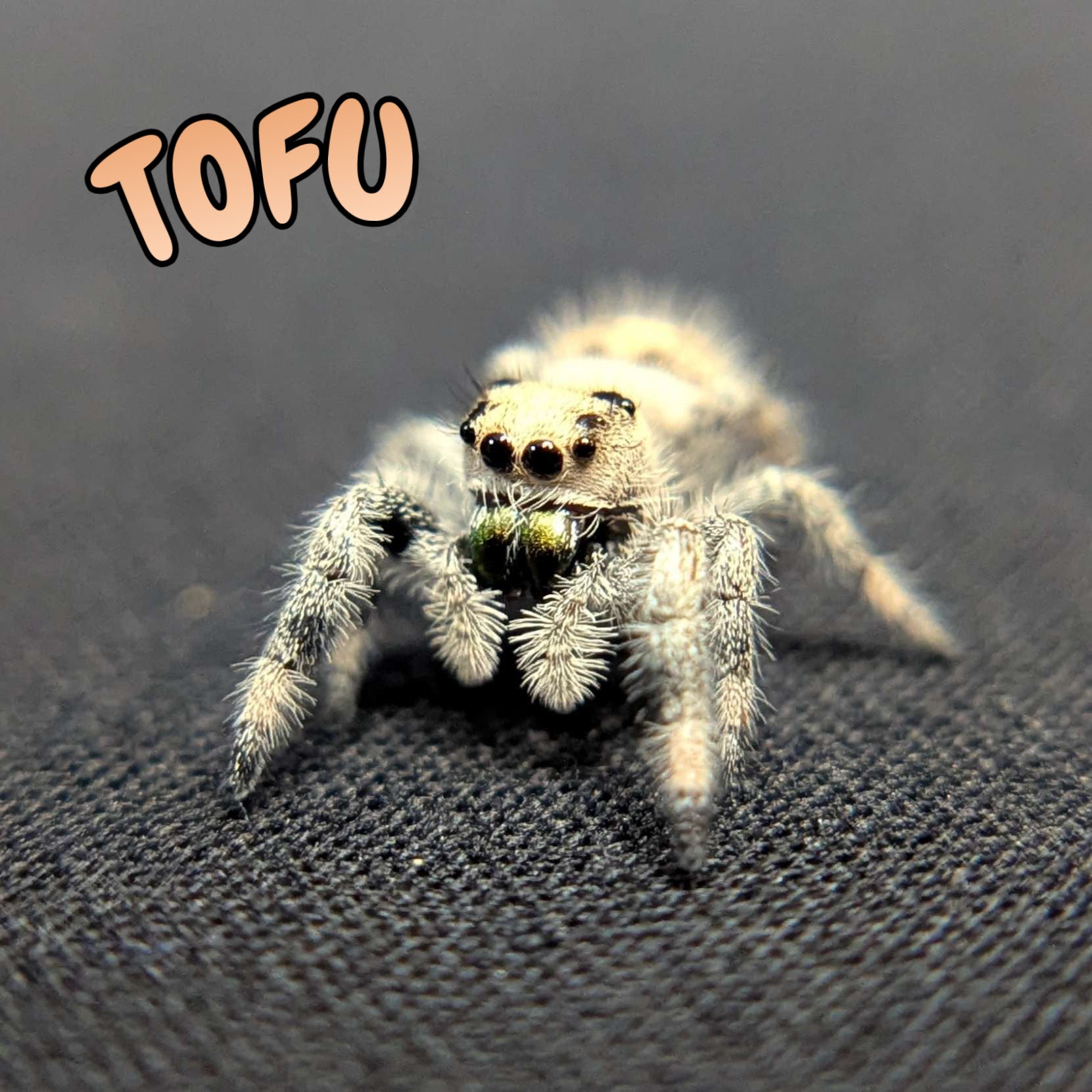 Regal Jumping Spider "Tofu"