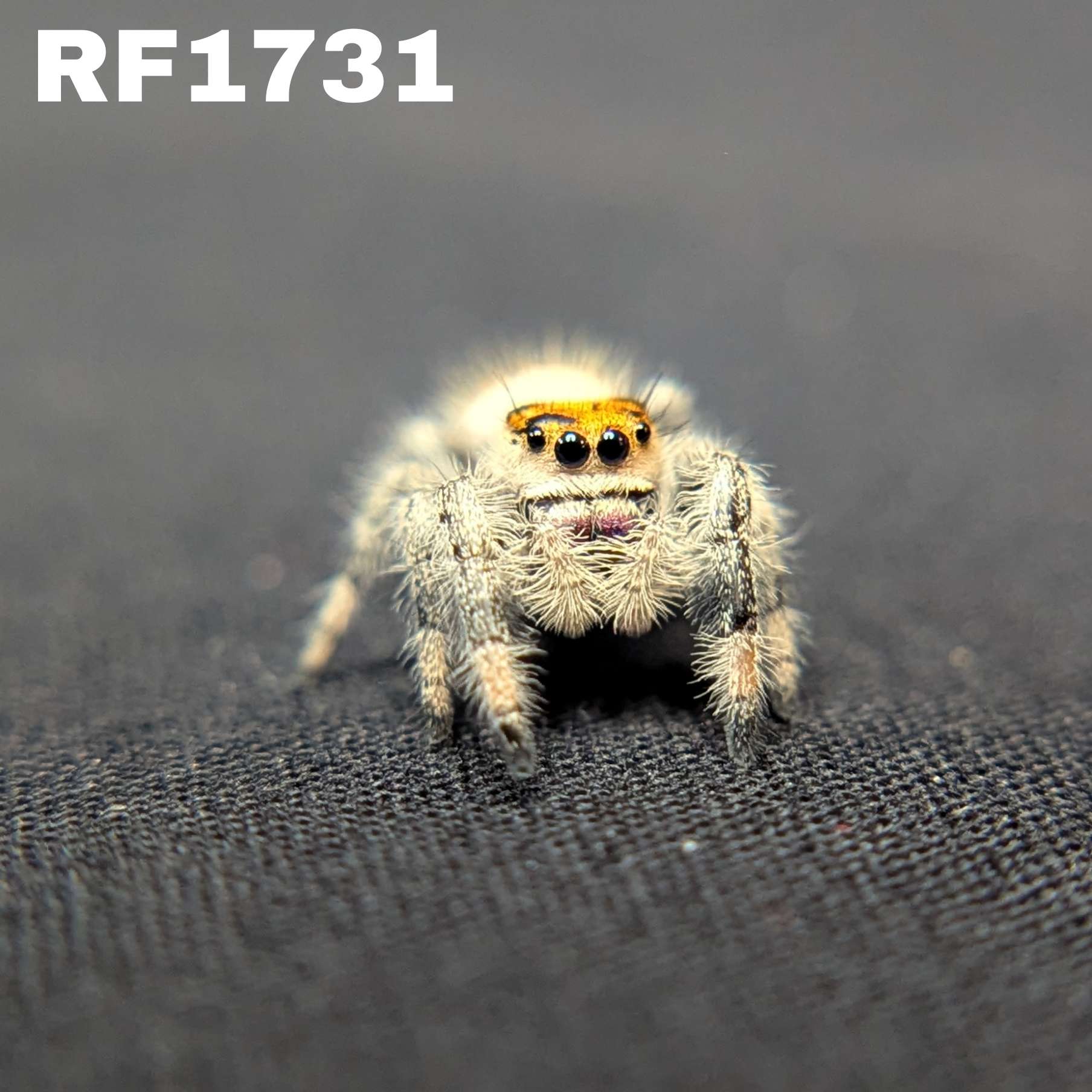 Regal Jumping Spider "Tart"