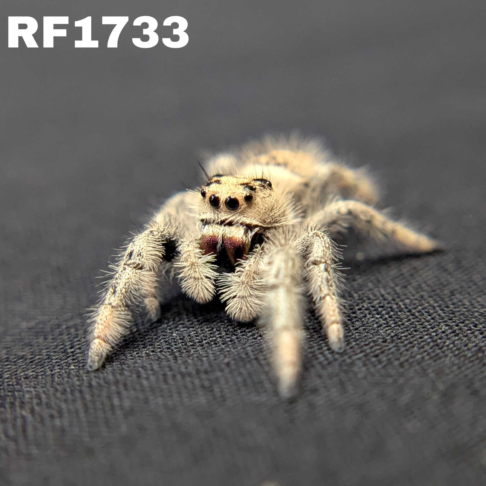 Regal Jumping Spider "Love"